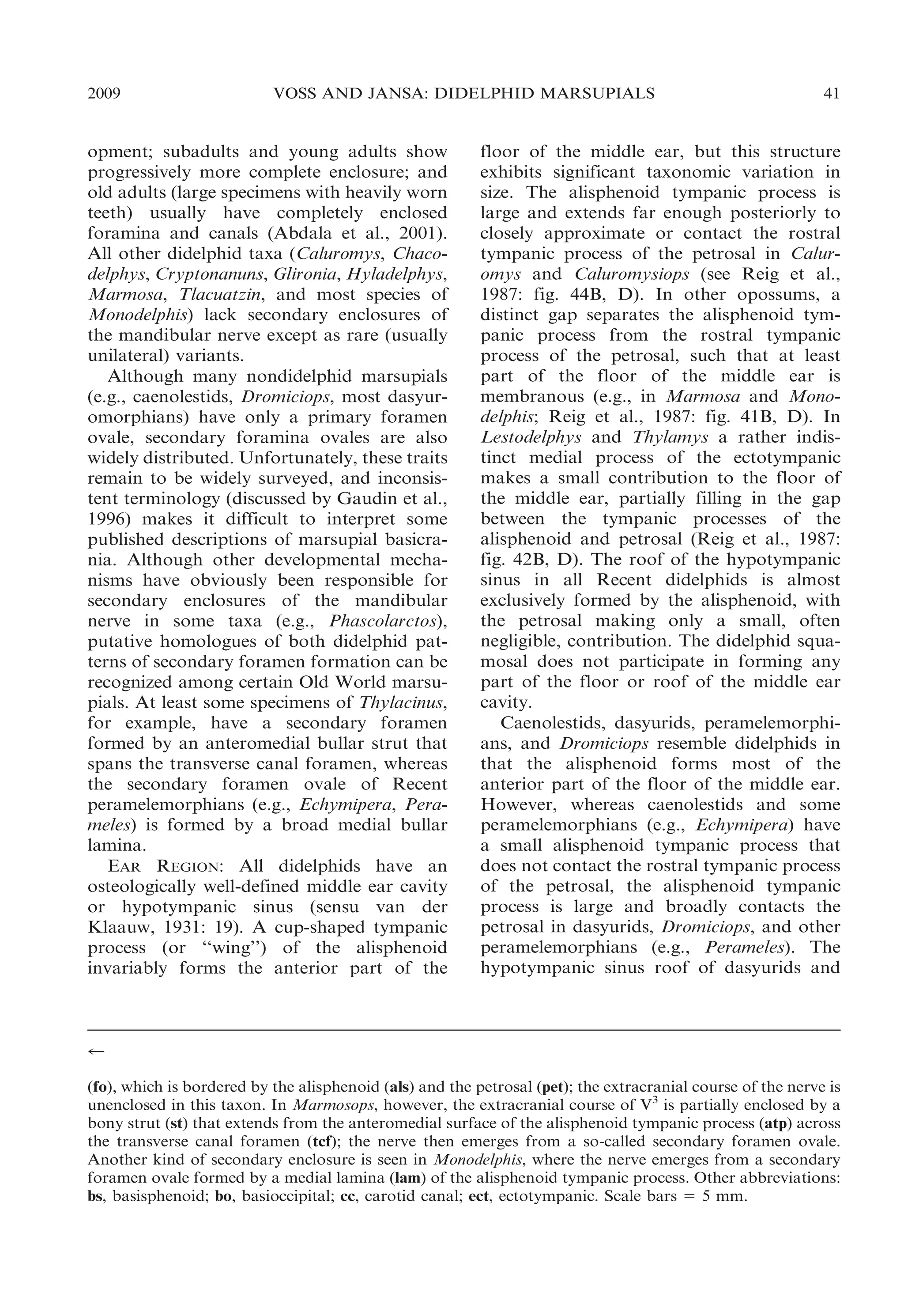 2009

VOSS AND JANSA: DIDELPHID MARSUPIALS

opment; subadults and young adults show
progressively more complete enclosure; and
old adults (large specimens with heavily worn
teeth) usually have completely enclosed
foramina and canals (Abdala et al., 2001).
All other didelphid taxa (Caluromys, Chacodelphys, Cryptonanuns, Glironia, Hyladelphys,
Marmosa, Tlacuatzin, and most species of
Monodelphis) lack secondary enclosures of
the mandibular nerve except as rare (usually
unilateral) variants.
Although many nondidelphid marsupials
(e.g., caenolestids, Dromiciops, most dasyuromorphians) have only a primary foramen
ovale, secondary foramina ovales are also
widely distributed. Unfortunately, these traits
remain to be widely surveyed, and inconsistent terminology (discussed by Gaudin et al.,
1996) makes it difficult to interpret some
published descriptions of marsupial basicrania. Although other developmental mechanisms have obviously been responsible for
secondary enclosures of the mandibular
nerve in some taxa (e.g., Phascolarctos),
putative homologues of both didelphid patterns of secondary foramen formation can be
recognized among certain Old World marsupials. At least some specimens of Thylacinus,
for example, have a secondary foramen
formed by an anteromedial bullar strut that
spans the transverse canal foramen, whereas
the secondary foramen ovale of Recent
peramelemorphians (e.g., Echymipera, Perameles) is formed by a broad medial bullar
lamina.
EAR REGION: All didelphids have an
osteologically well-defined middle ear cavity
or hypotympanic sinus (sensu van der
Klaauw, 1931: 19). A cup-shaped tympanic
process (or ‘‘wing’’) of the alisphenoid
invariably forms the anterior part of the

41

floor of the middle ear, but this structure
exhibits significant taxonomic variation in
size. The alisphenoid tympanic process is
large and extends far enough posteriorly to
closely approximate or contact the rostral
tympanic process of the petrosal in Caluromys and Caluromysiops (see Reig et al.,
1987: fig. 44B, D). In other opossums, a
distinct gap separates the alisphenoid tympanic process from the rostral tympanic
process of the petrosal, such that at least
part of the floor of the middle ear is
membranous (e.g., in Marmosa and Monodelphis; Reig et al., 1987: fig. 41B, D). In
Lestodelphys and Thylamys a rather indistinct medial process of the ectotympanic
makes a small contribution to the floor of
the middle ear, partially filling in the gap
between the tympanic processes of the
alisphenoid and petrosal (Reig et al., 1987:
fig. 42B, D). The roof of the hypotympanic
sinus in all Recent didelphids is almost
exclusively formed by the alisphenoid, with
the petrosal making only a small, often
negligible, contribution. The didelphid squamosal does not participate in forming any
part of the floor or roof of the middle ear
cavity.
Caenolestids, dasyurids, peramelemorphians, and Dromiciops resemble didelphids in
that the alisphenoid forms most of the
anterior part of the floor of the middle ear.
However, whereas caenolestids and some
peramelemorphians (e.g., Echymipera) have
a small alisphenoid tympanic process that
does not contact the rostral tympanic process
of the petrosal, the alisphenoid tympanic
process is large and broadly contacts the
petrosal in dasyurids, Dromiciops, and other
peramelemorphians (e.g., Perameles). The
hypotympanic sinus roof of dasyurids and

r
(fo), which is bordered by the alisphenoid (als) and the petrosal (pet); the extracranial course of the nerve is
unenclosed in this taxon. In Marmosops, however, the extracranial course of V3 is partially enclosed by a
bony strut (st) that extends from the anteromedial surface of the alisphenoid tympanic process (atp) across
the transverse canal foramen (tcf); the nerve then emerges from a so-called secondary foramen ovale.
Another kind of secondary enclosure is seen in Monodelphis, where the nerve emerges from a secondary
foramen ovale formed by a medial lamina (lam) of the alisphenoid tympanic process. Other abbreviations:
bs, basisphenoid; bo, basioccipital; cc, carotid canal; ect, ectotympanic. Scale bars 5 5 mm.

 