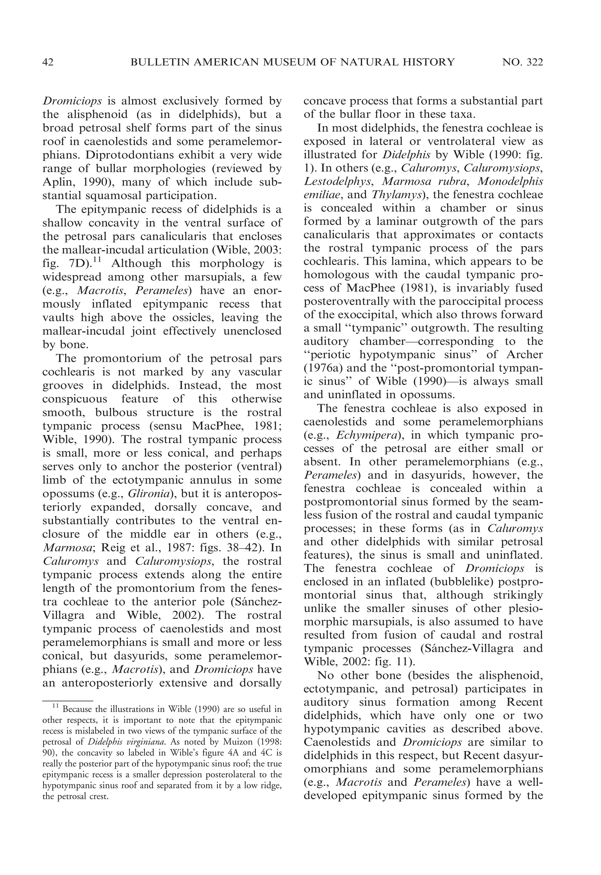 42

BULLETIN AMERICAN MUSEUM OF NATURAL HISTORY

Dromiciops is almost exclusively formed by
the alisphenoid (as in didelphids), but a
broad petrosal shelf forms part of the sinus
roof in caenolestids and some peramelemorphians. Diprotodontians exhibit a very wide
range of bullar morphologies (reviewed by
Aplin, 1990), many of which include substantial squamosal participation.
The epitympanic recess of didelphids is a
shallow concavity in the ventral surface of
the petrosal pars canalicularis that encloses
the mallear-incudal articulation (Wible, 2003:
fig. 7D).11 Although this morphology is
widespread among other marsupials, a few
(e.g., Macrotis, Perameles) have an enormously inflated epitympanic recess that
vaults high above the ossicles, leaving the
mallear-incudal joint effectively unenclosed
by bone.
The promontorium of the petrosal pars
cochlearis is not marked by any vascular
grooves in didelphids. Instead, the most
conspicuous feature of this otherwise
smooth, bulbous structure is the rostral
tympanic process (sensu MacPhee, 1981;
Wible, 1990). The rostral tympanic process
is small, more or less conical, and perhaps
serves only to anchor the posterior (ventral)
limb of the ectotympanic annulus in some
opossums (e.g., Glironia), but it is anteroposteriorly expanded, dorsally concave, and
substantially contributes to the ventral enclosure of the middle ear in others (e.g.,
Marmosa; Reig et al., 1987: figs. 38–42). In
Caluromys and Caluromysiops, the rostral
tympanic process extends along the entire
length of the promontorium from the fenestra cochleae to the anterior pole (Sanchez´
Villagra and Wible, 2002). The rostral
tympanic process of caenolestids and most
peramelemorphians is small and more or less
conical, but dasyurids, some peramelemorphians (e.g., Macrotis), and Dromiciops have
an anteroposteriorly extensive and dorsally
11
Because the illustrations in Wible (1990) are so useful in
other respects, it is important to note that the epitympanic
recess is mislabeled in two views of the tympanic surface of the
petrosal of Didelphis virginiana. As noted by Muizon (1998:
90), the concavity so labeled in Wible’s figure 4A and 4C is
really the posterior part of the hypotympanic sinus roof; the true
epitympanic recess is a smaller depression posterolateral to the
hypotympanic sinus roof and separated from it by a low ridge,
the petrosal crest.

NO. 322

concave process that forms a substantial part
of the bullar floor in these taxa.
In most didelphids, the fenestra cochleae is
exposed in lateral or ventrolateral view as
illustrated for Didelphis by Wible (1990: fig.
1). In others (e.g., Caluromys, Caluromysiops,
Lestodelphys, Marmosa rubra, Monodelphis
emiliae, and Thylamys), the fenestra cochleae
is concealed within a chamber or sinus
formed by a laminar outgrowth of the pars
canalicularis that approximates or contacts
the rostral tympanic process of the pars
cochlearis. This lamina, which appears to be
homologous with the caudal tympanic process of MacPhee (1981), is invariably fused
posteroventrally with the paroccipital process
of the exoccipital, which also throws forward
a small ‘‘tympanic’’ outgrowth. The resulting
auditory chamber—corresponding to the
‘‘periotic hypotympanic sinus’’ of Archer
(1976a) and the ‘‘post-promontorial tympanic sinus’’ of Wible (1990)—is always small
and uninflated in opossums.
The fenestra cochleae is also exposed in
caenolestids and some peramelemorphians
(e.g., Echymipera), in which tympanic processes of the petrosal are either small or
absent. In other peramelemorphians (e.g.,
Perameles) and in dasyurids, however, the
fenestra cochleae is concealed within a
postpromontorial sinus formed by the seamless fusion of the rostral and caudal tympanic
processes; in these forms (as in Caluromys
and other didelphids with similar petrosal
features), the sinus is small and uninflated.
The fenestra cochleae of Dromiciops is
enclosed in an inflated (bubblelike) postpromontorial sinus that, although strikingly
unlike the smaller sinuses of other plesiomorphic marsupials, is also assumed to have
resulted from fusion of caudal and rostral
tympanic processes (Sanchez-Villagra and
´
Wible, 2002: fig. 11).
No other bone (besides the alisphenoid,
ectotympanic, and petrosal) participates in
auditory sinus formation among Recent
didelphids, which have only one or two
hypotympanic cavities as described above.
Caenolestids and Dromiciops are similar to
didelphids in this respect, but Recent dasyuromorphians and some peramelemorphians
(e.g., Macrotis and Perameles) have a welldeveloped epitympanic sinus formed by the

 