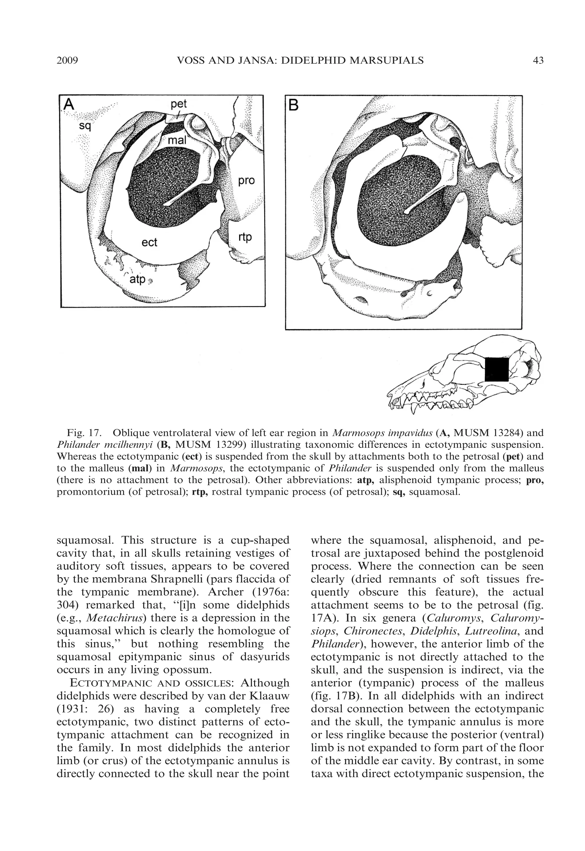 2009

VOSS AND JANSA: DIDELPHID MARSUPIALS

43

Fig. 17. Oblique ventrolateral view of left ear region in Marmosops impavidus (A, MUSM 13284) and
Philander mcilhennyi (B, MUSM 13299) illustrating taxonomic differences in ectotympanic suspension.
Whereas the ectotympanic (ect) is suspended from the skull by attachments both to the petrosal (pet) and
to the malleus (mal) in Marmosops, the ectotympanic of Philander is suspended only from the malleus
(there is no attachment to the petrosal). Other abbreviations: atp, alisphenoid tympanic process; pro,
promontorium (of petrosal); rtp, rostral tympanic process (of petrosal); sq, squamosal.

squamosal. This structure is a cup-shaped
cavity that, in all skulls retaining vestiges of
auditory soft tissues, appears to be covered
by the membrana Shrapnelli (pars flaccida of
the tympanic membrane). Archer (1976a:
304) remarked that, ‘‘[i]n some didelphids
(e.g., Metachirus) there is a depression in the
squamosal which is clearly the homologue of
this sinus,’’ but nothing resembling the
squamosal epitympanic sinus of dasyurids
occurs in any living opossum.
ECTOTYMPANIC AND OSSICLES: Although
didelphids were described by van der Klaauw
(1931: 26) as having a completely free
ectotympanic, two distinct patterns of ectotympanic attachment can be recognized in
the family. In most didelphids the anterior
limb (or crus) of the ectotympanic annulus is
directly connected to the skull near the point

where the squamosal, alisphenoid, and petrosal are juxtaposed behind the postglenoid
process. Where the connection can be seen
clearly (dried remnants of soft tissues frequently obscure this feature), the actual
attachment seems to be to the petrosal (fig.
17A). In six genera (Caluromys, Caluromysiops, Chironectes, Didelphis, Lutreolina, and
Philander), however, the anterior limb of the
ectotympanic is not directly attached to the
skull, and the suspension is indirect, via the
anterior (tympanic) process of the malleus
(fig. 17B). In all didelphids with an indirect
dorsal connection between the ectotympanic
and the skull, the tympanic annulus is more
or less ringlike because the posterior (ventral)
limb is not expanded to form part of the floor
of the middle ear cavity. By contrast, in some
taxa with direct ectotympanic suspension, the

 