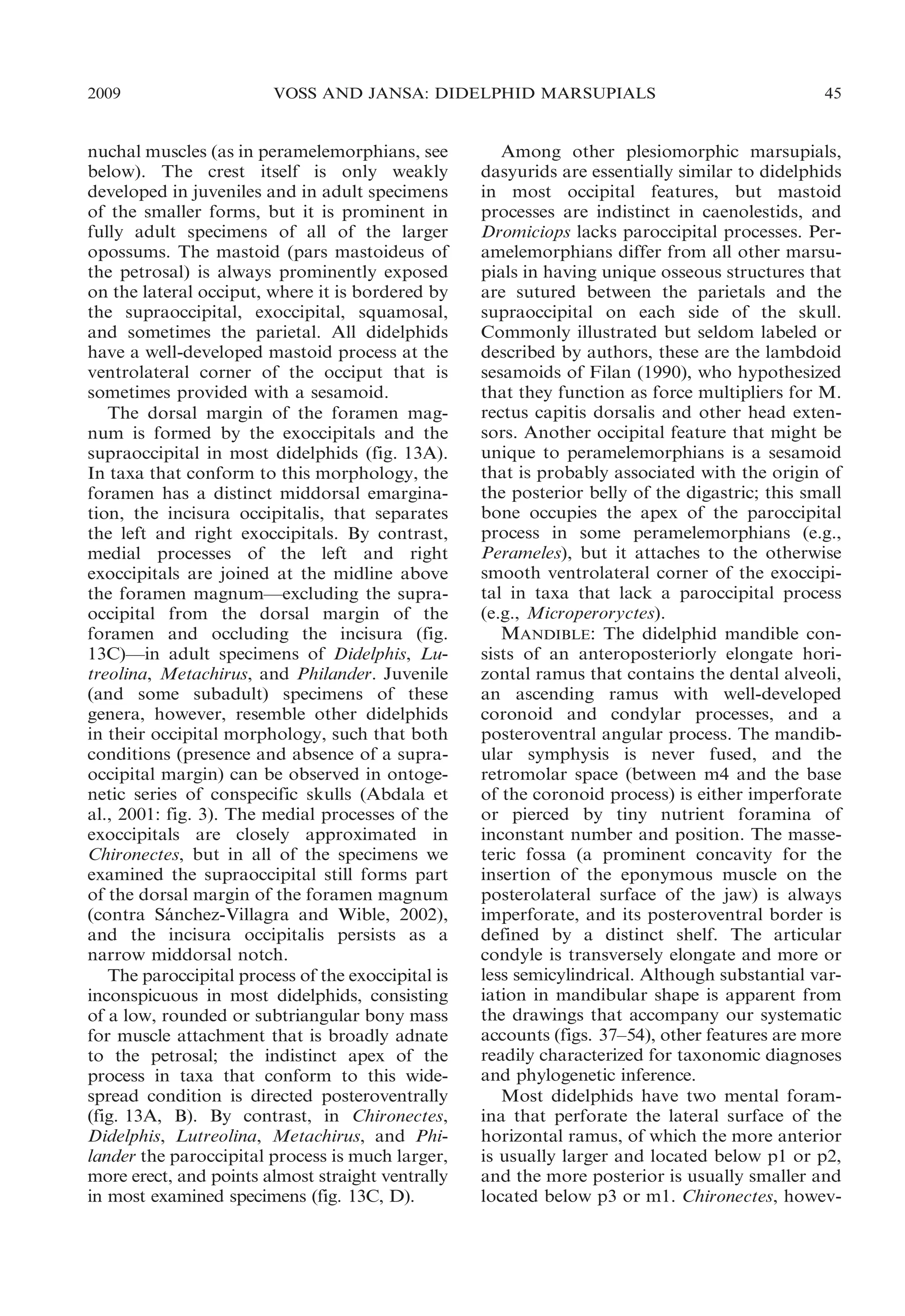 2009

VOSS AND JANSA: DIDELPHID MARSUPIALS

nuchal muscles (as in peramelemorphians, see
below). The crest itself is only weakly
developed in juveniles and in adult specimens
of the smaller forms, but it is prominent in
fully adult specimens of all of the larger
opossums. The mastoid (pars mastoideus of
the petrosal) is always prominently exposed
on the lateral occiput, where it is bordered by
the supraoccipital, exoccipital, squamosal,
and sometimes the parietal. All didelphids
have a well-developed mastoid process at the
ventrolateral corner of the occiput that is
sometimes provided with a sesamoid.
The dorsal margin of the foramen magnum is formed by the exoccipitals and the
supraoccipital in most didelphids (fig. 13A).
In taxa that conform to this morphology, the
foramen has a distinct middorsal emargination, the incisura occipitalis, that separates
the left and right exoccipitals. By contrast,
medial processes of the left and right
exoccipitals are joined at the midline above
the foramen magnum—excluding the supraoccipital from the dorsal margin of the
foramen and occluding the incisura (fig.
13C)—in adult specimens of Didelphis, Lutreolina, Metachirus, and Philander. Juvenile
(and some subadult) specimens of these
genera, however, resemble other didelphids
in their occipital morphology, such that both
conditions (presence and absence of a supraoccipital margin) can be observed in ontogenetic series of conspecific skulls (Abdala et
al., 2001: fig. 3). The medial processes of the
exoccipitals are closely approximated in
Chironectes, but in all of the specimens we
examined the supraoccipital still forms part
of the dorsal margin of the foramen magnum
(contra Sanchez-Villagra and Wible, 2002),
´
and the incisura occipitalis persists as a
narrow middorsal notch.
The paroccipital process of the exoccipital is
inconspicuous in most didelphids, consisting
of a low, rounded or subtriangular bony mass
for muscle attachment that is broadly adnate
to the petrosal; the indistinct apex of the
process in taxa that conform to this widespread condition is directed posteroventrally
(fig. 13A, B). By contrast, in Chironectes,
Didelphis, Lutreolina, Metachirus, and Philander the paroccipital process is much larger,
more erect, and points almost straight ventrally
in most examined specimens (fig. 13C, D).

45

Among other plesiomorphic marsupials,
dasyurids are essentially similar to didelphids
in most occipital features, but mastoid
processes are indistinct in caenolestids, and
Dromiciops lacks paroccipital processes. Peramelemorphians differ from all other marsupials in having unique osseous structures that
are sutured between the parietals and the
supraoccipital on each side of the skull.
Commonly illustrated but seldom labeled or
described by authors, these are the lambdoid
sesamoids of Filan (1990), who hypothesized
that they function as force multipliers for M.
rectus capitis dorsalis and other head extensors. Another occipital feature that might be
unique to peramelemorphians is a sesamoid
that is probably associated with the origin of
the posterior belly of the digastric; this small
bone occupies the apex of the paroccipital
process in some peramelemorphians (e.g.,
Perameles), but it attaches to the otherwise
smooth ventrolateral corner of the exoccipital in taxa that lack a paroccipital process
(e.g., Microperoryctes).
MANDIBLE: The didelphid mandible consists of an anteroposteriorly elongate horizontal ramus that contains the dental alveoli,
an ascending ramus with well-developed
coronoid and condylar processes, and a
posteroventral angular process. The mandibular symphysis is never fused, and the
retromolar space (between m4 and the base
of the coronoid process) is either imperforate
or pierced by tiny nutrient foramina of
inconstant number and position. The masseteric fossa (a prominent concavity for the
insertion of the eponymous muscle on the
posterolateral surface of the jaw) is always
imperforate, and its posteroventral border is
defined by a distinct shelf. The articular
condyle is transversely elongate and more or
less semicylindrical. Although substantial variation in mandibular shape is apparent from
the drawings that accompany our systematic
accounts (figs. 37–54), other features are more
readily characterized for taxonomic diagnoses
and phylogenetic inference.
Most didelphids have two mental foramina that perforate the lateral surface of the
horizontal ramus, of which the more anterior
is usually larger and located below p1 or p2,
and the more posterior is usually smaller and
located below p3 or m1. Chironectes, howev-

 