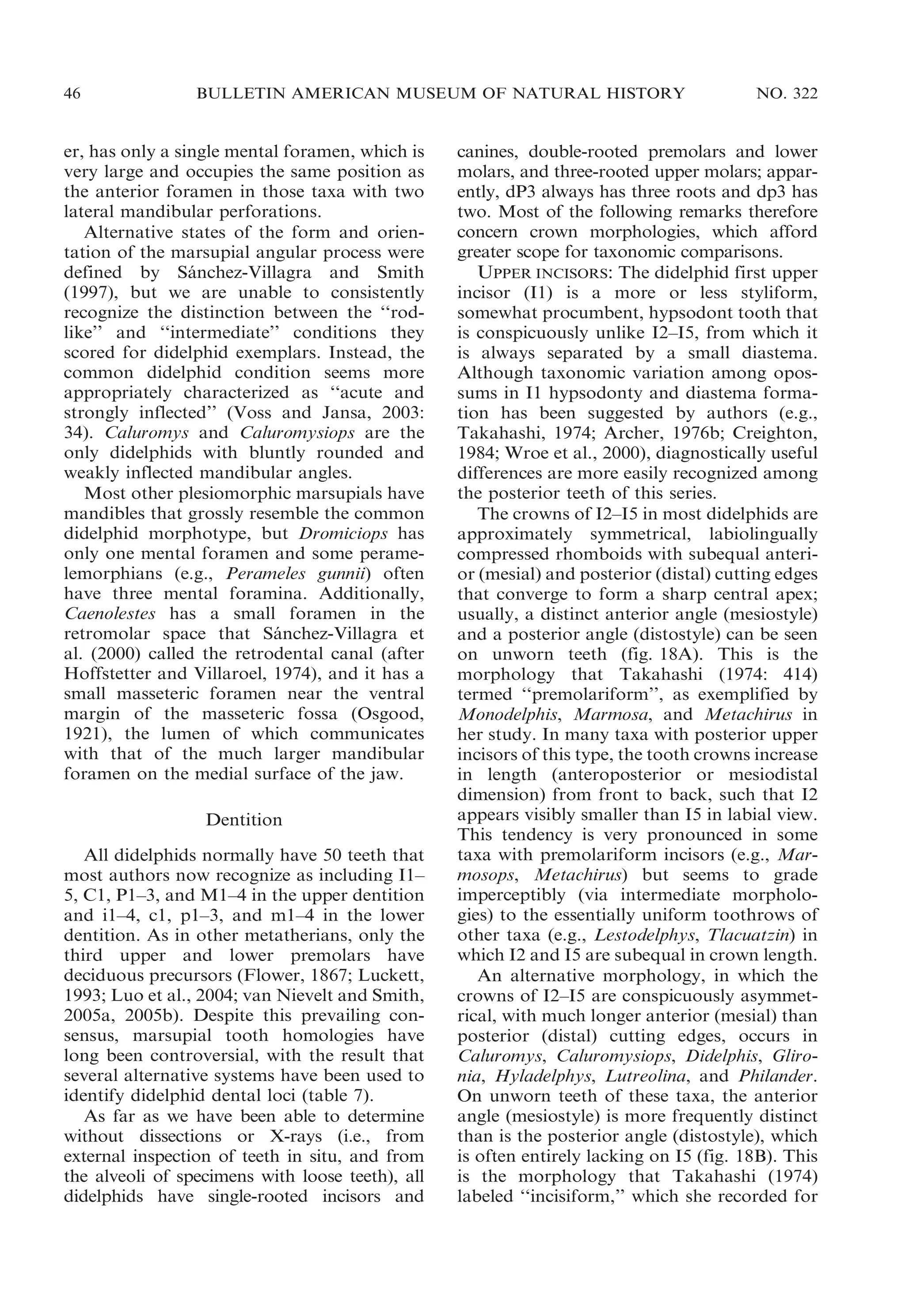 46

BULLETIN AMERICAN MUSEUM OF NATURAL HISTORY

er, has only a single mental foramen, which is
very large and occupies the same position as
the anterior foramen in those taxa with two
lateral mandibular perforations.
Alternative states of the form and orientation of the marsupial angular process were
defined by Sanchez-Villagra and Smith
´
(1997), but we are unable to consistently
recognize the distinction between the ‘‘rodlike’’ and ‘‘intermediate’’ conditions they
scored for didelphid exemplars. Instead, the
common didelphid condition seems more
appropriately characterized as ‘‘acute and
strongly inflected’’ (Voss and Jansa, 2003:
34). Caluromys and Caluromysiops are the
only didelphids with bluntly rounded and
weakly inflected mandibular angles.
Most other plesiomorphic marsupials have
mandibles that grossly resemble the common
didelphid morphotype, but Dromiciops has
only one mental foramen and some peramelemorphians (e.g., Perameles gunnii) often
have three mental foramina. Additionally,
Caenolestes has a small foramen in the
retromolar space that Sanchez-Villagra et
´
al. (2000) called the retrodental canal (after
Hoffstetter and Villaroel, 1974), and it has a
small masseteric foramen near the ventral
margin of the masseteric fossa (Osgood,
1921), the lumen of which communicates
with that of the much larger mandibular
foramen on the medial surface of the jaw.
Dentition
All didelphids normally have 50 teeth that
most authors now recognize as including I1–
5, C1, P1–3, and M1–4 in the upper dentition
and i1–4, c1, p1–3, and m1–4 in the lower
dentition. As in other metatherians, only the
third upper and lower premolars have
deciduous precursors (Flower, 1867; Luckett,
1993; Luo et al., 2004; van Nievelt and Smith,
2005a, 2005b). Despite this prevailing consensus, marsupial tooth homologies have
long been controversial, with the result that
several alternative systems have been used to
identify didelphid dental loci (table 7).
As far as we have been able to determine
without dissections or X-rays (i.e., from
external inspection of teeth in situ, and from
the alveoli of specimens with loose teeth), all
didelphids have single-rooted incisors and

NO. 322

canines, double-rooted premolars and lower
molars, and three-rooted upper molars; apparently, dP3 always has three roots and dp3 has
two. Most of the following remarks therefore
concern crown morphologies, which afford
greater scope for taxonomic comparisons.
UPPER INCISORS: The didelphid first upper
incisor (I1) is a more or less styliform,
somewhat procumbent, hypsodont tooth that
is conspicuously unlike I2–I5, from which it
is always separated by a small diastema.
Although taxonomic variation among opossums in I1 hypsodonty and diastema formation has been suggested by authors (e.g.,
Takahashi, 1974; Archer, 1976b; Creighton,
1984; Wroe et al., 2000), diagnostically useful
differences are more easily recognized among
the posterior teeth of this series.
The crowns of I2–I5 in most didelphids are
approximately symmetrical, labiolingually
compressed rhomboids with subequal anterior (mesial) and posterior (distal) cutting edges
that converge to form a sharp central apex;
usually, a distinct anterior angle (mesiostyle)
and a posterior angle (distostyle) can be seen
on unworn teeth (fig. 18A). This is the
morphology that Takahashi (1974: 414)
termed ‘‘premolariform’’, as exemplified by
Monodelphis, Marmosa, and Metachirus in
her study. In many taxa with posterior upper
incisors of this type, the tooth crowns increase
in length (anteroposterior or mesiodistal
dimension) from front to back, such that I2
appears visibly smaller than I5 in labial view.
This tendency is very pronounced in some
taxa with premolariform incisors (e.g., Marmosops, Metachirus) but seems to grade
imperceptibly (via intermediate morphologies) to the essentially uniform toothrows of
other taxa (e.g., Lestodelphys, Tlacuatzin) in
which I2 and I5 are subequal in crown length.
An alternative morphology, in which the
crowns of I2–I5 are conspicuously asymmetrical, with much longer anterior (mesial) than
posterior (distal) cutting edges, occurs in
Caluromys, Caluromysiops, Didelphis, Glironia, Hyladelphys, Lutreolina, and Philander.
On unworn teeth of these taxa, the anterior
angle (mesiostyle) is more frequently distinct
than is the posterior angle (distostyle), which
is often entirely lacking on I5 (fig. 18B). This
is the morphology that Takahashi (1974)
labeled ‘‘incisiform,’’ which she recorded for

 