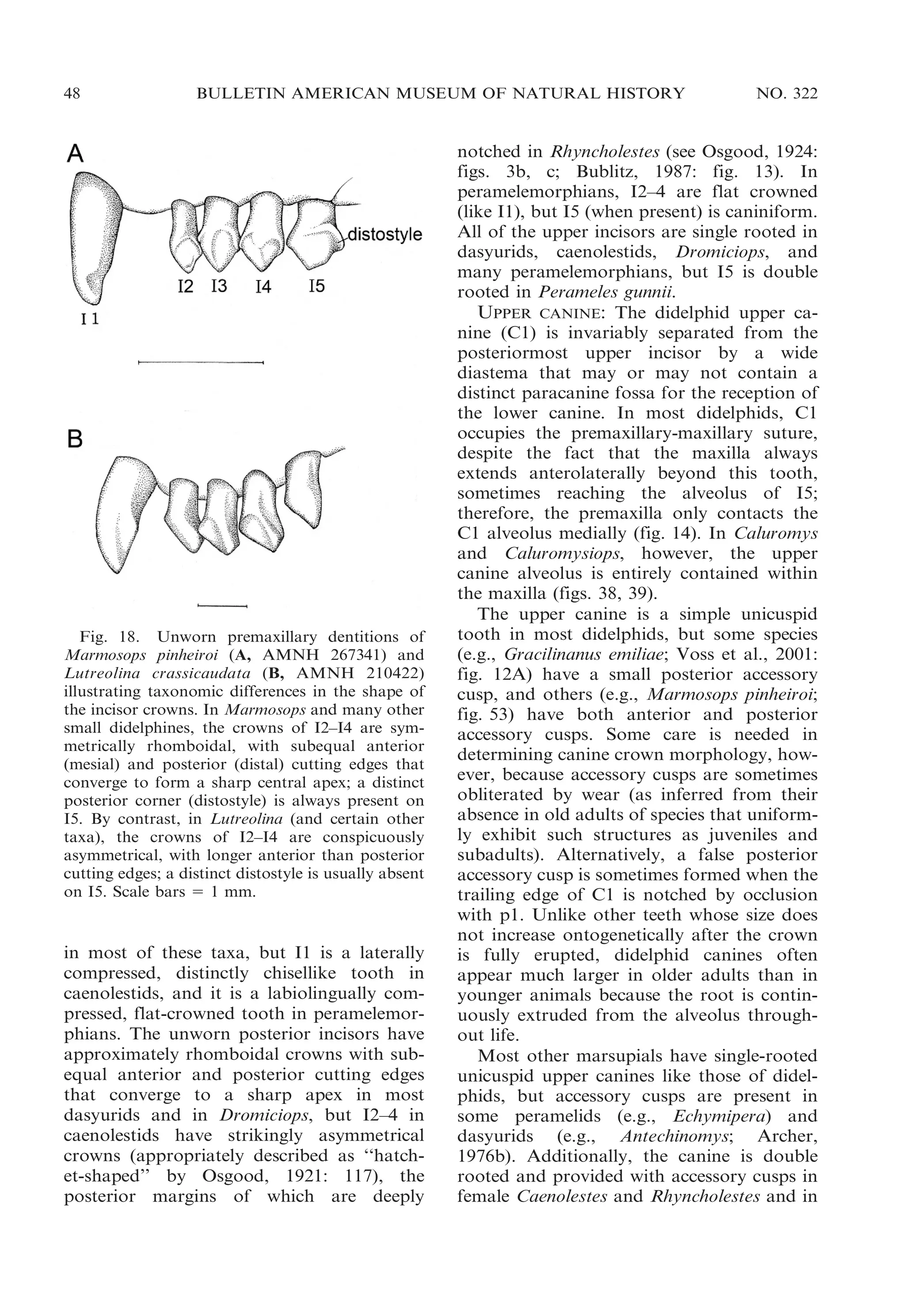 48

BULLETIN AMERICAN MUSEUM OF NATURAL HISTORY

Fig. 18. Unworn premaxillary dentitions of
Marmosops pinheiroi (A, AMNH 267341) and
Lutreolina crassicaudata (B, AMNH 210422)
illustrating taxonomic differences in the shape of
the incisor crowns. In Marmosops and many other
small didelphines, the crowns of I2–I4 are symmetrically rhomboidal, with subequal anterior
(mesial) and posterior (distal) cutting edges that
converge to form a sharp central apex; a distinct
posterior corner (distostyle) is always present on
I5. By contrast, in Lutreolina (and certain other
taxa), the crowns of I2–I4 are conspicuously
asymmetrical, with longer anterior than posterior
cutting edges; a distinct distostyle is usually absent
on I5. Scale bars 5 1 mm.

in most of these taxa, but I1 is a laterally
compressed, distinctly chisellike tooth in
caenolestids, and it is a labiolingually compressed, flat-crowned tooth in peramelemorphians. The unworn posterior incisors have
approximately rhomboidal crowns with subequal anterior and posterior cutting edges
that converge to a sharp apex in most
dasyurids and in Dromiciops, but I2–4 in
caenolestids have strikingly asymmetrical
crowns (appropriately described as ‘‘hatchet-shaped’’ by Osgood, 1921: 117), the
posterior margins of which are deeply

NO. 322

notched in Rhyncholestes (see Osgood, 1924:
figs. 3b, c; Bublitz, 1987: fig. 13). In
peramelemorphians, I2–4 are flat crowned
(like I1), but I5 (when present) is caniniform.
All of the upper incisors are single rooted in
dasyurids, caenolestids, Dromiciops, and
many peramelemorphians, but I5 is double
rooted in Perameles gunnii.
UPPER CANINE: The didelphid upper canine (C1) is invariably separated from the
posteriormost upper incisor by a wide
diastema that may or may not contain a
distinct paracanine fossa for the reception of
the lower canine. In most didelphids, C1
occupies the premaxillary-maxillary suture,
despite the fact that the maxilla always
extends anterolaterally beyond this tooth,
sometimes reaching the alveolus of I5;
therefore, the premaxilla only contacts the
C1 alveolus medially (fig. 14). In Caluromys
and Caluromysiops, however, the upper
canine alveolus is entirely contained within
the maxilla (figs. 38, 39).
The upper canine is a simple unicuspid
tooth in most didelphids, but some species
(e.g., Gracilinanus emiliae; Voss et al., 2001:
fig. 12A) have a small posterior accessory
cusp, and others (e.g., Marmosops pinheiroi;
fig. 53) have both anterior and posterior
accessory cusps. Some care is needed in
determining canine crown morphology, however, because accessory cusps are sometimes
obliterated by wear (as inferred from their
absence in old adults of species that uniformly exhibit such structures as juveniles and
subadults). Alternatively, a false posterior
accessory cusp is sometimes formed when the
trailing edge of C1 is notched by occlusion
with p1. Unlike other teeth whose size does
not increase ontogenetically after the crown
is fully erupted, didelphid canines often
appear much larger in older adults than in
younger animals because the root is continuously extruded from the alveolus throughout life.
Most other marsupials have single-rooted
unicuspid upper canines like those of didelphids, but accessory cusps are present in
some peramelids (e.g., Echymipera) and
dasyurids (e.g., Antechinomys; Archer,
1976b). Additionally, the canine is double
rooted and provided with accessory cusps in
female Caenolestes and Rhyncholestes and in

 