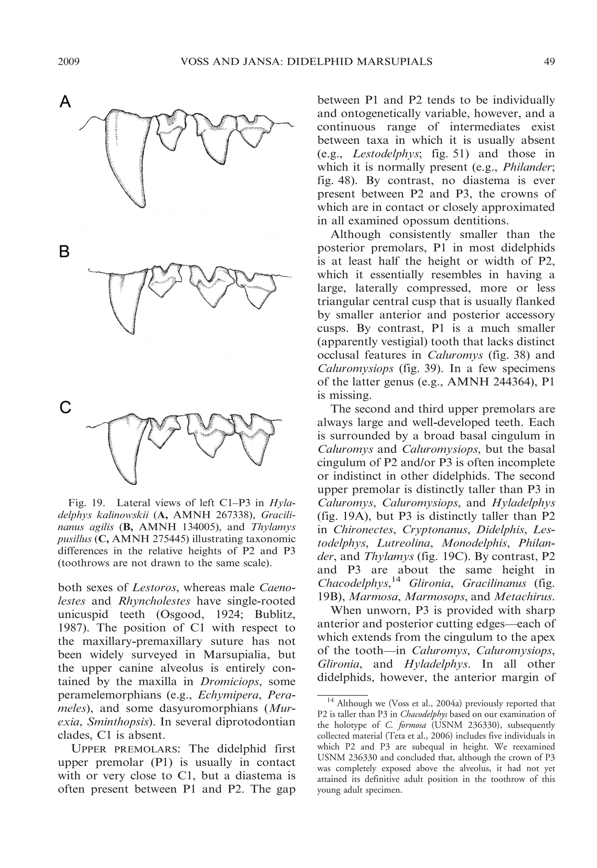 2009

VOSS AND JANSA: DIDELPHID MARSUPIALS

Fig. 19. Lateral views of left C1–P3 in Hyladelphys kalinowskii (A, AMNH 267338), Gracilinanus agilis (B, AMNH 134005), and Thylamys
pusillus (C, AMNH 275445) illustrating taxonomic
differences in the relative heights of P2 and P3
(toothrows are not drawn to the same scale).

both sexes of Lestoros, whereas male Caenolestes and Rhyncholestes have single-rooted
unicuspid teeth (Osgood, 1924; Bublitz,
1987). The position of C1 with respect to
the maxillary-premaxillary suture has not
been widely surveyed in Marsupialia, but
the upper canine alveolus is entirely contained by the maxilla in Dromiciops, some
peramelemorphians (e.g., Echymipera, Perameles), and some dasyuromorphians (Murexia, Sminthopsis). In several diprotodontian
clades, C1 is absent.
UPPER PREMOLARS: The didelphid first
upper premolar (P1) is usually in contact
with or very close to C1, but a diastema is
often present between P1 and P2. The gap

49

between P1 and P2 tends to be individually
and ontogenetically variable, however, and a
continuous range of intermediates exist
between taxa in which it is usually absent
(e.g., Lestodelphys; fig. 51) and those in
which it is normally present (e.g., Philander;
fig. 48). By contrast, no diastema is ever
present between P2 and P3, the crowns of
which are in contact or closely approximated
in all examined opossum dentitions.
Although consistently smaller than the
posterior premolars, P1 in most didelphids
is at least half the height or width of P2,
which it essentially resembles in having a
large, laterally compressed, more or less
triangular central cusp that is usually flanked
by smaller anterior and posterior accessory
cusps. By contrast, P1 is a much smaller
(apparently vestigial) tooth that lacks distinct
occlusal features in Caluromys (fig. 38) and
Caluromysiops (fig. 39). In a few specimens
of the latter genus (e.g., AMNH 244364), P1
is missing.
The second and third upper premolars are
always large and well-developed teeth. Each
is surrounded by a broad basal cingulum in
Caluromys and Caluromysiops, but the basal
cingulum of P2 and/or P3 is often incomplete
or indistinct in other didelphids. The second
upper premolar is distinctly taller than P3 in
Caluromys, Caluromysiops, and Hyladelphys
(fig. 19A), but P3 is distinctly taller than P2
in Chironectes, Cryptonanus, Didelphis, Lestodelphys, Lutreolina, Monodelphis, Philander, and Thylamys (fig. 19C). By contrast, P2
and P3 are about the same height in
Chacodelphys,14 Glironia, Gracilinanus (fig.
19B), Marmosa, Marmosops, and Metachirus.
When unworn, P3 is provided with sharp
anterior and posterior cutting edges—each of
which extends from the cingulum to the apex
of the tooth—in Caluromys, Caluromysiops,
Glironia, and Hyladelphys. In all other
didelphids, however, the anterior margin of
14
Although we (Voss et al., 2004a) previously reported that
P2 is taller than P3 in Chacodelphys based on our examination of
the holotype of C. formosa (USNM 236330), subsequently
collected material (Teta et al., 2006) includes five individuals in
which P2 and P3 are subequal in height. We reexamined
USNM 236330 and concluded that, although the crown of P3
was completely exposed above the alveolus, it had not yet
attained its definitive adult position in the toothrow of this
young adult specimen.

 