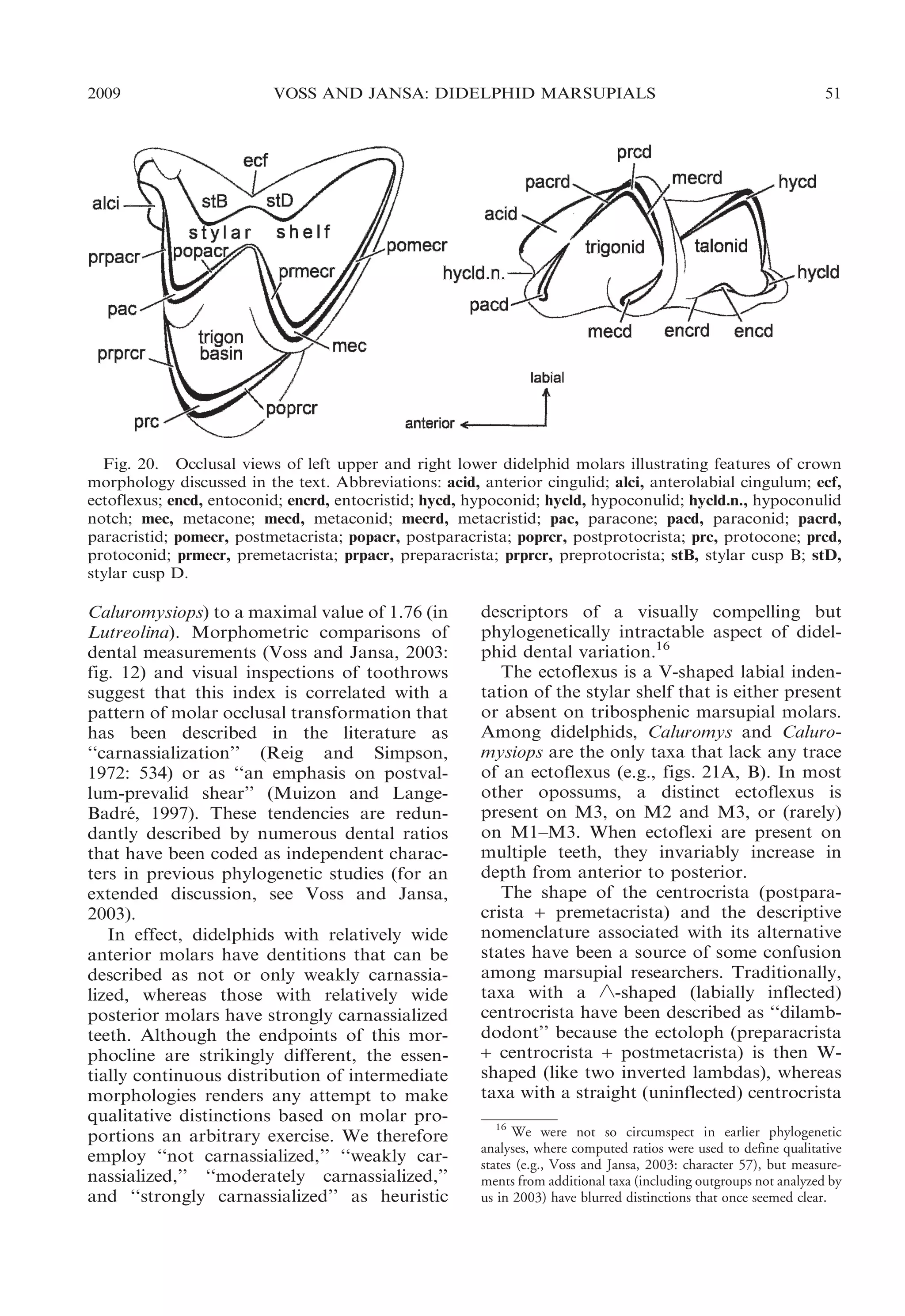 2009

VOSS AND JANSA: DIDELPHID MARSUPIALS

51

Fig. 20. Occlusal views of left upper and right lower didelphid molars illustrating features of crown
morphology discussed in the text. Abbreviations: acid, anterior cingulid; alci, anterolabial cingulum; ecf,
ectoflexus; encd, entoconid; encrd, entocristid; hycd, hypoconid; hycld, hypoconulid; hycld.n., hypoconulid
notch; mec, metacone; mecd, metaconid; mecrd, metacristid; pac, paracone; pacd, paraconid; pacrd,
paracristid; pomecr, postmetacrista; popacr, postparacrista; poprcr, postprotocrista; prc, protocone; prcd,
protoconid; prmecr, premetacrista; prpacr, preparacrista; prprcr, preprotocrista; stB, stylar cusp B; stD,
stylar cusp D.

Caluromysiops) to a maximal value of 1.76 (in
Lutreolina). Morphometric comparisons of
dental measurements (Voss and Jansa, 2003:
fig. 12) and visual inspections of toothrows
suggest that this index is correlated with a
pattern of molar occlusal transformation that
has been described in the literature as
‘‘carnassialization’’ (Reig and Simpson,
1972: 534) or as ‘‘an emphasis on postvallum-prevalid shear’’ (Muizon and LangeBadre, 1997). These tendencies are redun´
dantly described by numerous dental ratios
that have been coded as independent characters in previous phylogenetic studies (for an
extended discussion, see Voss and Jansa,
2003).
In effect, didelphids with relatively wide
anterior molars have dentitions that can be
described as not or only weakly carnassialized, whereas those with relatively wide
posterior molars have strongly carnassialized
teeth. Although the endpoints of this morphocline are strikingly different, the essentially continuous distribution of intermediate
morphologies renders any attempt to make
qualitative distinctions based on molar proportions an arbitrary exercise. We therefore
employ ‘‘not carnassialized,’’ ‘‘weakly carnassialized,’’ ‘‘moderately carnassialized,’’
and ‘‘strongly carnassialized’’ as heuristic

descriptors of a visually compelling but
phylogenetically intractable aspect of didelphid dental variation.16
The ectoflexus is a V-shaped labial indentation of the stylar shelf that is either present
or absent on tribosphenic marsupial molars.
Among didelphids, Caluromys and Caluromysiops are the only taxa that lack any trace
of an ectoflexus (e.g., figs. 21A, B). In most
other opossums, a distinct ectoflexus is
present on M3, on M2 and M3, or (rarely)
on M1–M3. When ectoflexi are present on
multiple teeth, they invariably increase in
depth from anterior to posterior.
The shape of the centrocrista (postparacrista + premetacrista) and the descriptive
nomenclature associated with its alternative
states have been a source of some confusion
among marsupial researchers. Traditionally,
taxa with a ‘-shaped (labially inflected)
centrocrista have been described as ‘‘dilambdodont’’ because the ectoloph (preparacrista
+ centrocrista + postmetacrista) is then Wshaped (like two inverted lambdas), whereas
taxa with a straight (uninflected) centrocrista
16
We were not so circumspect in earlier phylogenetic
analyses, where computed ratios were used to define qualitative
states (e.g., Voss and Jansa, 2003: character 57), but measurements from additional taxa (including outgroups not analyzed by
us in 2003) have blurred distinctions that once seemed clear.

 