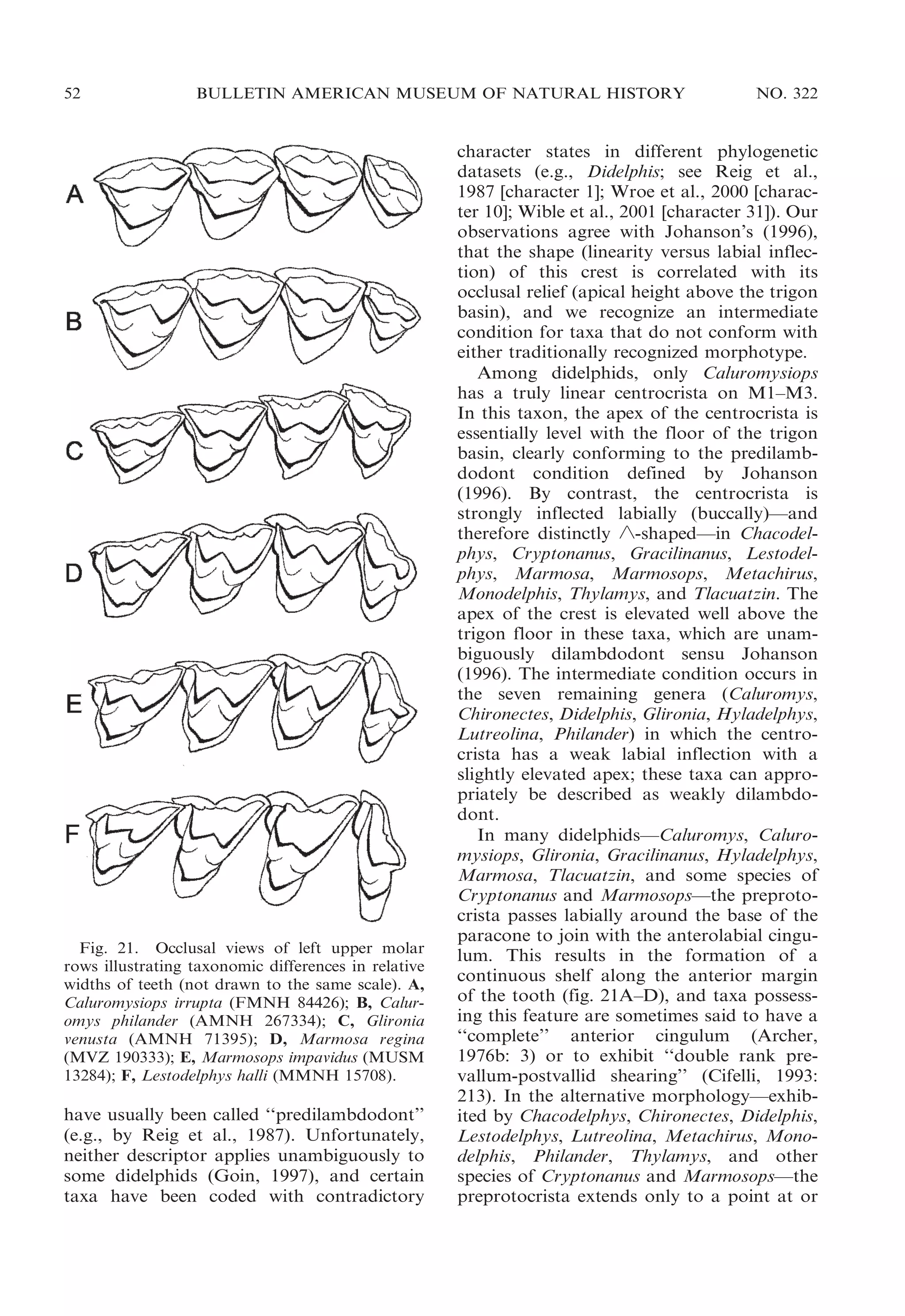 52

BULLETIN AMERICAN MUSEUM OF NATURAL HISTORY

Fig. 21. Occlusal views of left upper molar
rows illustrating taxonomic differences in relative
widths of teeth (not drawn to the same scale). A,
Caluromysiops irrupta (FMNH 84426); B, Caluromys philander (AMNH 267334); C, Glironia
venusta (AMNH 71395); D, Marmosa regina
(MVZ 190333); E, Marmosops impavidus (MUSM
13284); F, Lestodelphys halli (MMNH 15708).

have usually been called ‘‘predilambdodont’’
(e.g., by Reig et al., 1987). Unfortunately,
neither descriptor applies unambiguously to
some didelphids (Goin, 1997), and certain
taxa have been coded with contradictory

NO. 322

character states in different phylogenetic
datasets (e.g., Didelphis; see Reig et al.,
1987 [character 1]; Wroe et al., 2000 [character 10]; Wible et al., 2001 [character 31]). Our
observations agree with Johanson’s (1996),
that the shape (linearity versus labial inflection) of this crest is correlated with its
occlusal relief (apical height above the trigon
basin), and we recognize an intermediate
condition for taxa that do not conform with
either traditionally recognized morphotype.
Among didelphids, only Caluromysiops
has a truly linear centrocrista on M1–M3.
In this taxon, the apex of the centrocrista is
essentially level with the floor of the trigon
basin, clearly conforming to the predilambdodont condition defined by Johanson
(1996). By contrast, the centrocrista is
strongly inflected labially (buccally)—and
therefore distinctly ‘-shaped—in Chacodelphys, Cryptonanus, Gracilinanus, Lestodelphys, Marmosa, Marmosops, Metachirus,
Monodelphis, Thylamys, and Tlacuatzin. The
apex of the crest is elevated well above the
trigon floor in these taxa, which are unambiguously dilambdodont sensu Johanson
(1996). The intermediate condition occurs in
the seven remaining genera (Caluromys,
Chironectes, Didelphis, Glironia, Hyladelphys,
Lutreolina, Philander) in which the centrocrista has a weak labial inflection with a
slightly elevated apex; these taxa can appropriately be described as weakly dilambdodont.
In many didelphids—Caluromys, Caluromysiops, Glironia, Gracilinanus, Hyladelphys,
Marmosa, Tlacuatzin, and some species of
Cryptonanus and Marmosops—the preprotocrista passes labially around the base of the
paracone to join with the anterolabial cingulum. This results in the formation of a
continuous shelf along the anterior margin
of the tooth (fig. 21A–D), and taxa possessing this feature are sometimes said to have a
‘‘complete’’ anterior cingulum (Archer,
1976b: 3) or to exhibit ‘‘double rank prevallum-postvallid shearing’’ (Cifelli, 1993:
213). In the alternative morphology—exhibited by Chacodelphys, Chironectes, Didelphis,
Lestodelphys, Lutreolina, Metachirus, Monodelphis, Philander, Thylamys, and other
species of Cryptonanus and Marmosops—the
preprotocrista extends only to a point at or

 