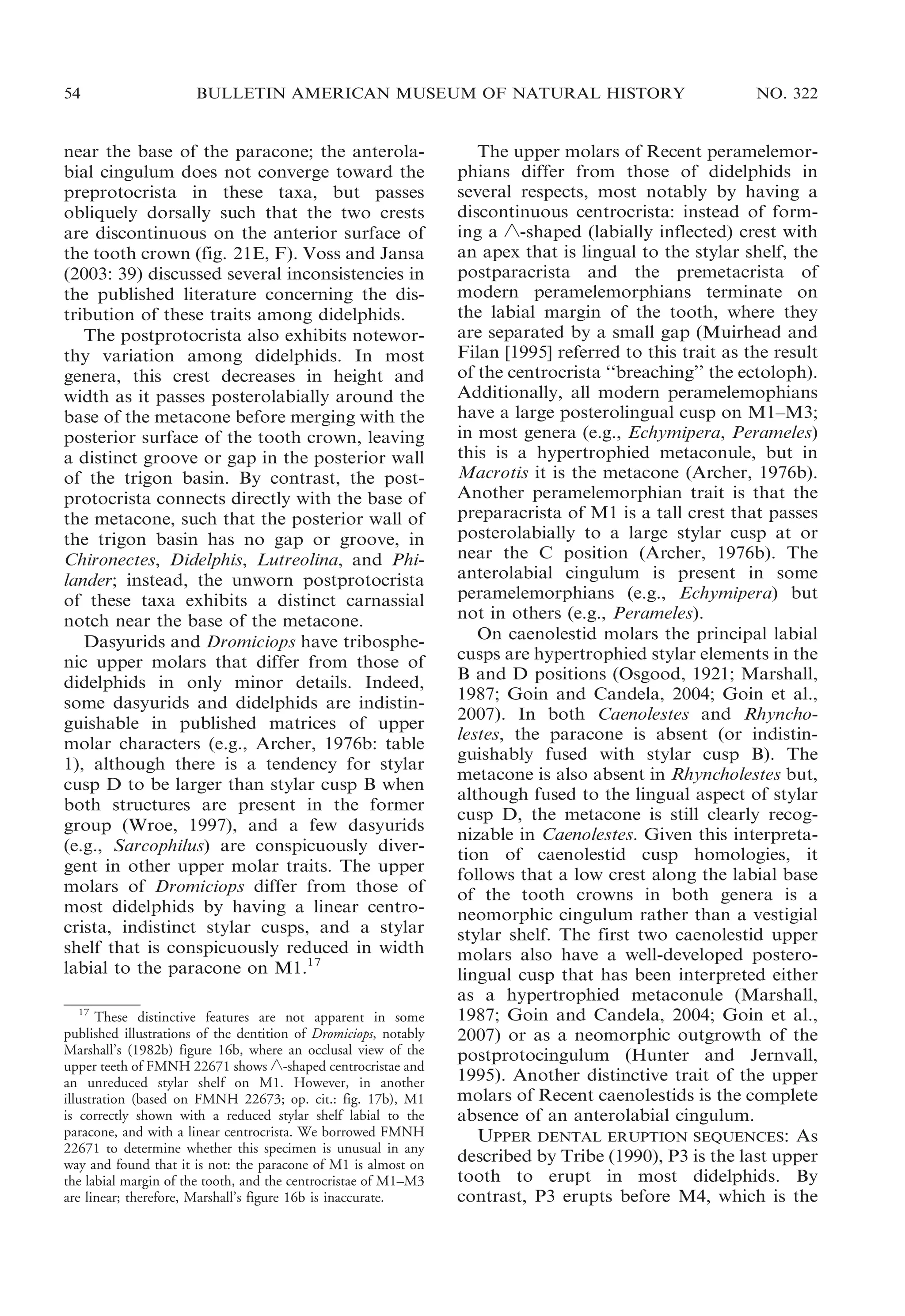 54

BULLETIN AMERICAN MUSEUM OF NATURAL HISTORY

near the base of the paracone; the anterolabial cingulum does not converge toward the
preprotocrista in these taxa, but passes
obliquely dorsally such that the two crests
are discontinuous on the anterior surface of
the tooth crown (fig. 21E, F). Voss and Jansa
(2003: 39) discussed several inconsistencies in
the published literature concerning the distribution of these traits among didelphids.
The postprotocrista also exhibits noteworthy variation among didelphids. In most
genera, this crest decreases in height and
width as it passes posterolabially around the
base of the metacone before merging with the
posterior surface of the tooth crown, leaving
a distinct groove or gap in the posterior wall
of the trigon basin. By contrast, the postprotocrista connects directly with the base of
the metacone, such that the posterior wall of
the trigon basin has no gap or groove, in
Chironectes, Didelphis, Lutreolina, and Philander; instead, the unworn postprotocrista
of these taxa exhibits a distinct carnassial
notch near the base of the metacone.
Dasyurids and Dromiciops have tribosphenic upper molars that differ from those of
didelphids in only minor details. Indeed,
some dasyurids and didelphids are indistinguishable in published matrices of upper
molar characters (e.g., Archer, 1976b: table
1), although there is a tendency for stylar
cusp D to be larger than stylar cusp B when
both structures are present in the former
group (Wroe, 1997), and a few dasyurids
(e.g., Sarcophilus) are conspicuously divergent in other upper molar traits. The upper
molars of Dromiciops differ from those of
most didelphids by having a linear centrocrista, indistinct stylar cusps, and a stylar
shelf that is conspicuously reduced in width
labial to the paracone on M1.17
17
These distinctive features are not apparent in some
published illustrations of the dentition of Dromiciops, notably
Marshall’s (1982b) figure 16b, where an occlusal view of the
upper teeth of FMNH 22671 shows ‘-shaped centrocristae and
an unreduced stylar shelf on M1. However, in another
illustration (based on FMNH 22673; op. cit.: fig. 17b), M1
is correctly shown with a reduced stylar shelf labial to the
paracone, and with a linear centrocrista. We borrowed FMNH
22671 to determine whether this specimen is unusual in any
way and found that it is not: the paracone of M1 is almost on
the labial margin of the tooth, and the centrocristae of M1–M3
are linear; therefore, Marshall’s figure 16b is inaccurate.

NO. 322

The upper molars of Recent peramelemorphians differ from those of didelphids in
several respects, most notably by having a
discontinuous centrocrista: instead of forming a ‘-shaped (labially inflected) crest with
an apex that is lingual to the stylar shelf, the
postparacrista and the premetacrista of
modern peramelemorphians terminate on
the labial margin of the tooth, where they
are separated by a small gap (Muirhead and
Filan [1995] referred to this trait as the result
of the centrocrista ‘‘breaching’’ the ectoloph).
Additionally, all modern peramelemophians
have a large posterolingual cusp on M1–M3;
in most genera (e.g., Echymipera, Perameles)
this is a hypertrophied metaconule, but in
Macrotis it is the metacone (Archer, 1976b).
Another peramelemorphian trait is that the
preparacrista of M1 is a tall crest that passes
posterolabially to a large stylar cusp at or
near the C position (Archer, 1976b). The
anterolabial cingulum is present in some
peramelemorphians (e.g., Echymipera) but
not in others (e.g., Perameles).
On caenolestid molars the principal labial
cusps are hypertrophied stylar elements in the
B and D positions (Osgood, 1921; Marshall,
1987; Goin and Candela, 2004; Goin et al.,
2007). In both Caenolestes and Rhyncholestes, the paracone is absent (or indistinguishably fused with stylar cusp B). The
metacone is also absent in Rhyncholestes but,
although fused to the lingual aspect of stylar
cusp D, the metacone is still clearly recognizable in Caenolestes. Given this interpretation of caenolestid cusp homologies, it
follows that a low crest along the labial base
of the tooth crowns in both genera is a
neomorphic cingulum rather than a vestigial
stylar shelf. The first two caenolestid upper
molars also have a well-developed posterolingual cusp that has been interpreted either
as a hypertrophied metaconule (Marshall,
1987; Goin and Candela, 2004; Goin et al.,
2007) or as a neomorphic outgrowth of the
postprotocingulum (Hunter and Jernvall,
1995). Another distinctive trait of the upper
molars of Recent caenolestids is the complete
absence of an anterolabial cingulum.
UPPER DENTAL ERUPTION SEQUENCES: As
described by Tribe (1990), P3 is the last upper
tooth to erupt in most didelphids. By
contrast, P3 erupts before M4, which is the

 