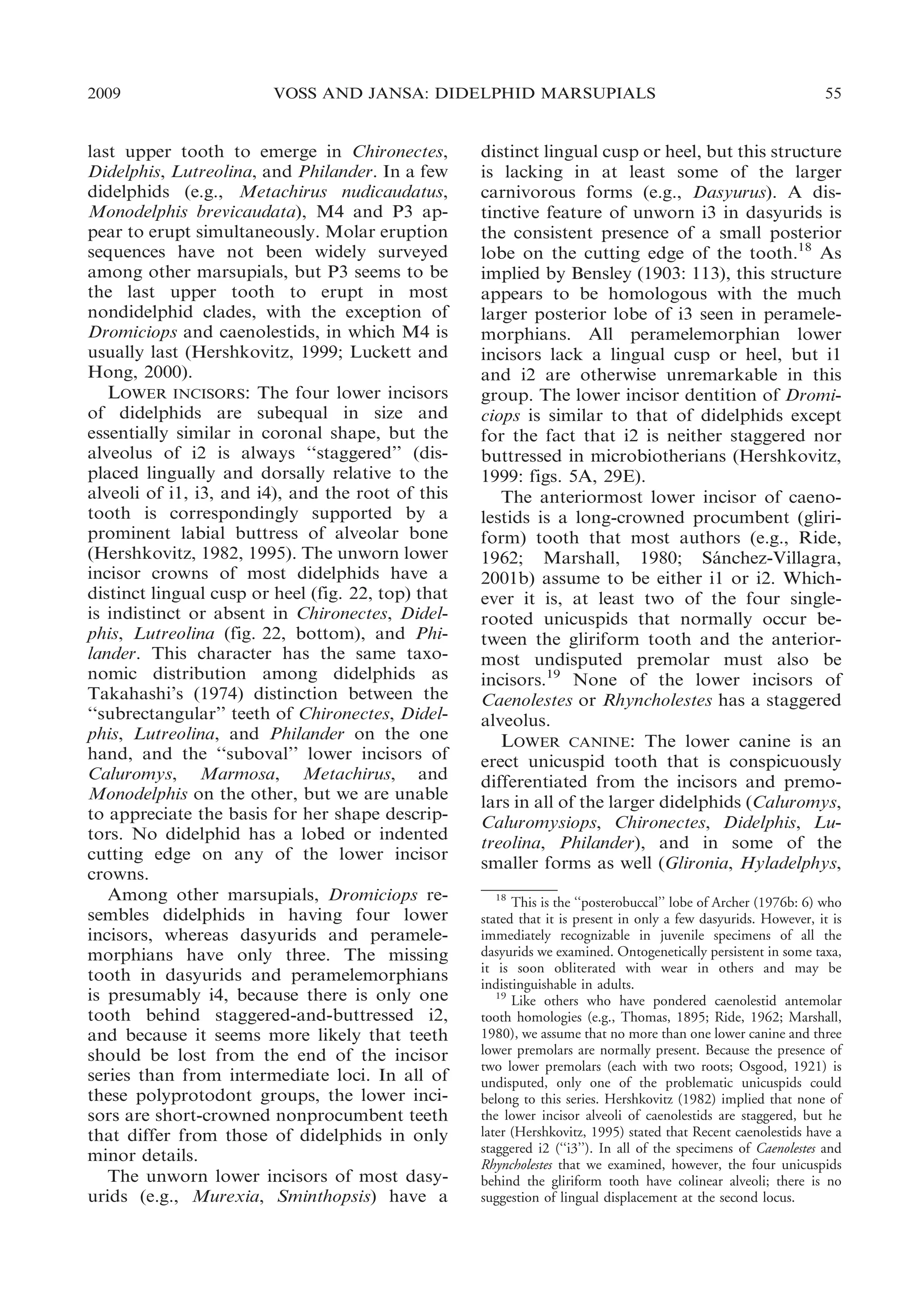 2009

VOSS AND JANSA: DIDELPHID MARSUPIALS

last upper tooth to emerge in Chironectes,
Didelphis, Lutreolina, and Philander. In a few
didelphids (e.g., Metachirus nudicaudatus,
Monodelphis brevicaudata), M4 and P3 appear to erupt simultaneously. Molar eruption
sequences have not been widely surveyed
among other marsupials, but P3 seems to be
the last upper tooth to erupt in most
nondidelphid clades, with the exception of
Dromiciops and caenolestids, in which M4 is
usually last (Hershkovitz, 1999; Luckett and
Hong, 2000).
LOWER INCISORS: The four lower incisors
of didelphids are subequal in size and
essentially similar in coronal shape, but the
alveolus of i2 is always ‘‘staggered’’ (displaced lingually and dorsally relative to the
alveoli of i1, i3, and i4), and the root of this
tooth is correspondingly supported by a
prominent labial buttress of alveolar bone
(Hershkovitz, 1982, 1995). The unworn lower
incisor crowns of most didelphids have a
distinct lingual cusp or heel (fig. 22, top) that
is indistinct or absent in Chironectes, Didelphis, Lutreolina (fig. 22, bottom), and Philander. This character has the same taxonomic distribution among didelphids as
Takahashi’s (1974) distinction between the
‘‘subrectangular’’ teeth of Chironectes, Didelphis, Lutreolina, and Philander on the one
hand, and the ‘‘suboval’’ lower incisors of
Caluromys, Marmosa, Metachirus, and
Monodelphis on the other, but we are unable
to appreciate the basis for her shape descriptors. No didelphid has a lobed or indented
cutting edge on any of the lower incisor
crowns.
Among other marsupials, Dromiciops resembles didelphids in having four lower
incisors, whereas dasyurids and peramelemorphians have only three. The missing
tooth in dasyurids and peramelemorphians
is presumably i4, because there is only one
tooth behind staggered-and-buttressed i2,
and because it seems more likely that teeth
should be lost from the end of the incisor
series than from intermediate loci. In all of
these polyprotodont groups, the lower incisors are short-crowned nonprocumbent teeth
that differ from those of didelphids in only
minor details.
The unworn lower incisors of most dasyurids (e.g., Murexia, Sminthopsis) have a

55

distinct lingual cusp or heel, but this structure
is lacking in at least some of the larger
carnivorous forms (e.g., Dasyurus). A distinctive feature of unworn i3 in dasyurids is
the consistent presence of a small posterior
lobe on the cutting edge of the tooth.18 As
implied by Bensley (1903: 113), this structure
appears to be homologous with the much
larger posterior lobe of i3 seen in peramelemorphians. All peramelemorphian lower
incisors lack a lingual cusp or heel, but i1
and i2 are otherwise unremarkable in this
group. The lower incisor dentition of Dromiciops is similar to that of didelphids except
for the fact that i2 is neither staggered nor
buttressed in microbiotherians (Hershkovitz,
1999: figs. 5A, 29E).
The anteriormost lower incisor of caenolestids is a long-crowned procumbent (gliriform) tooth that most authors (e.g., Ride,
1962; Marshall, 1980; Sanchez-Villagra,
´
2001b) assume to be either i1 or i2. Whichever it is, at least two of the four singlerooted unicuspids that normally occur between the gliriform tooth and the anteriormost undisputed premolar must also be
incisors.19 None of the lower incisors of
Caenolestes or Rhyncholestes has a staggered
alveolus.
LOWER CANINE: The lower canine is an
erect unicuspid tooth that is conspicuously
differentiated from the incisors and premolars in all of the larger didelphids (Caluromys,
Caluromysiops, Chironectes, Didelphis, Lutreolina, Philander), and in some of the
smaller forms as well (Glironia, Hyladelphys,
18
This is the ‘‘posterobuccal’’ lobe of Archer (1976b: 6) who
stated that it is present in only a few dasyurids. However, it is
immediately recognizable in juvenile specimens of all the
dasyurids we examined. Ontogenetically persistent in some taxa,
it is soon obliterated with wear in others and may be
indistinguishable in adults.
19
Like others who have pondered caenolestid antemolar
tooth homologies (e.g., Thomas, 1895; Ride, 1962; Marshall,
1980), we assume that no more than one lower canine and three
lower premolars are normally present. Because the presence of
two lower premolars (each with two roots; Osgood, 1921) is
undisputed, only one of the problematic unicuspids could
belong to this series. Hershkovitz (1982) implied that none of
the lower incisor alveoli of caenolestids are staggered, but he
later (Hershkovitz, 1995) stated that Recent caenolestids have a
staggered i2 (‘‘i3’’). In all of the specimens of Caenolestes and
Rhyncholestes that we examined, however, the four unicuspids
behind the gliriform tooth have colinear alveoli; there is no
suggestion of lingual displacement at the second locus.

 