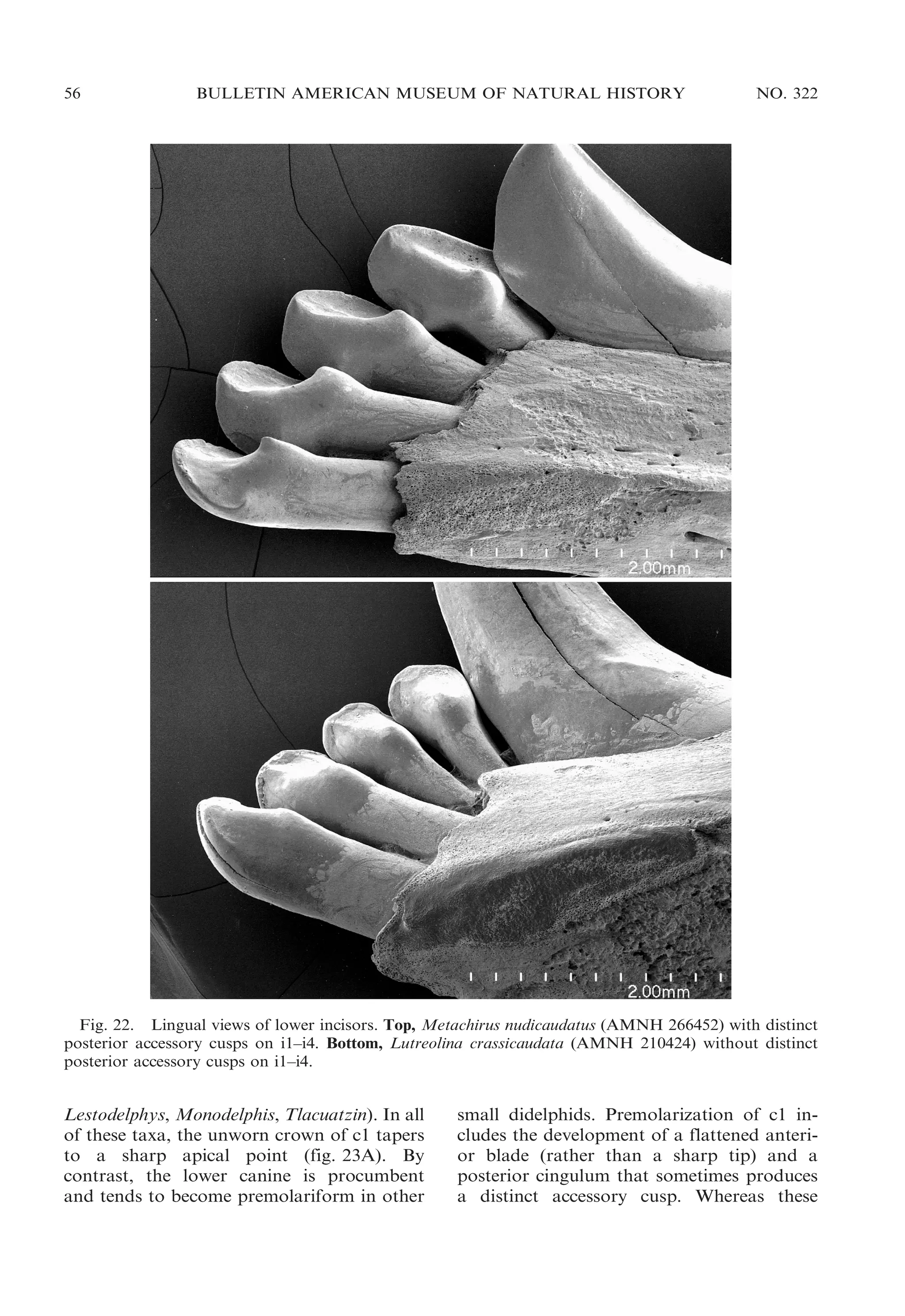 56

BULLETIN AMERICAN MUSEUM OF NATURAL HISTORY

NO. 322

Fig. 22. Lingual views of lower incisors. Top, Metachirus nudicaudatus (AMNH 266452) with distinct
posterior accessory cusps on i1–i4. Bottom, Lutreolina crassicaudata (AMNH 210424) without distinct
posterior accessory cusps on i1–i4.

Lestodelphys, Monodelphis, Tlacuatzin). In all
of these taxa, the unworn crown of c1 tapers
to a sharp apical point (fig. 23A). By
contrast, the lower canine is procumbent
and tends to become premolariform in other

small didelphids. Premolarization of c1 includes the development of a flattened anterior blade (rather than a sharp tip) and a
posterior cingulum that sometimes produces
a distinct accessory cusp. Whereas these

 