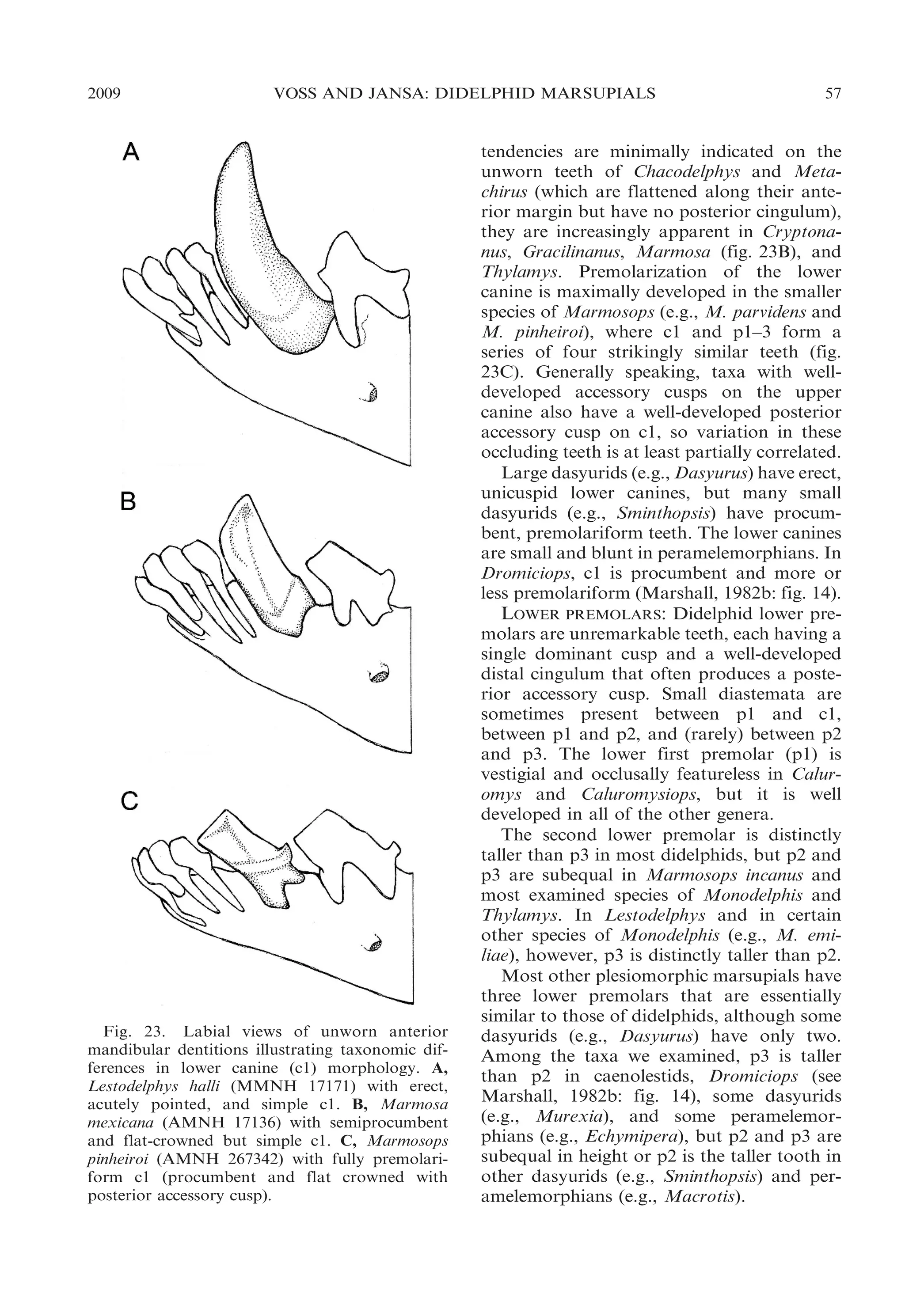2009

VOSS AND JANSA: DIDELPHID MARSUPIALS

Fig. 23. Labial views of unworn anterior
mandibular dentitions illustrating taxonomic differences in lower canine (c1) morphology. A,
Lestodelphys halli (MMNH 17171) with erect,
acutely pointed, and simple c1. B, Marmosa
mexicana (AMNH 17136) with semiprocumbent
and flat-crowned but simple c1. C, Marmosops
pinheiroi (AMNH 267342) with fully premolariform c1 (procumbent and flat crowned with
posterior accessory cusp).

57

tendencies are minimally indicated on the
unworn teeth of Chacodelphys and Metachirus (which are flattened along their anterior margin but have no posterior cingulum),
they are increasingly apparent in Cryptonanus, Gracilinanus, Marmosa (fig. 23B), and
Thylamys. Premolarization of the lower
canine is maximally developed in the smaller
species of Marmosops (e.g., M. parvidens and
M. pinheiroi), where c1 and p1–3 form a
series of four strikingly similar teeth (fig.
23C). Generally speaking, taxa with welldeveloped accessory cusps on the upper
canine also have a well-developed posterior
accessory cusp on c1, so variation in these
occluding teeth is at least partially correlated.
Large dasyurids (e.g., Dasyurus) have erect,
unicuspid lower canines, but many small
dasyurids (e.g., Sminthopsis) have procumbent, premolariform teeth. The lower canines
are small and blunt in peramelemorphians. In
Dromiciops, c1 is procumbent and more or
less premolariform (Marshall, 1982b: fig. 14).
LOWER PREMOLARS: Didelphid lower premolars are unremarkable teeth, each having a
single dominant cusp and a well-developed
distal cingulum that often produces a posterior accessory cusp. Small diastemata are
sometimes present between p1 and c1,
between p1 and p2, and (rarely) between p2
and p3. The lower first premolar (p1) is
vestigial and occlusally featureless in Caluromys and Caluromysiops, but it is well
developed in all of the other genera.
The second lower premolar is distinctly
taller than p3 in most didelphids, but p2 and
p3 are subequal in Marmosops incanus and
most examined species of Monodelphis and
Thylamys. In Lestodelphys and in certain
other species of Monodelphis (e.g., M. emiliae), however, p3 is distinctly taller than p2.
Most other plesiomorphic marsupials have
three lower premolars that are essentially
similar to those of didelphids, although some
dasyurids (e.g., Dasyurus) have only two.
Among the taxa we examined, p3 is taller
than p2 in caenolestids, Dromiciops (see
Marshall, 1982b: fig. 14), some dasyurids
(e.g., Murexia), and some peramelemorphians (e.g., Echymipera), but p2 and p3 are
subequal in height or p2 is the taller tooth in
other dasyurids (e.g., Sminthopsis) and peramelemorphians (e.g., Macrotis).

 
