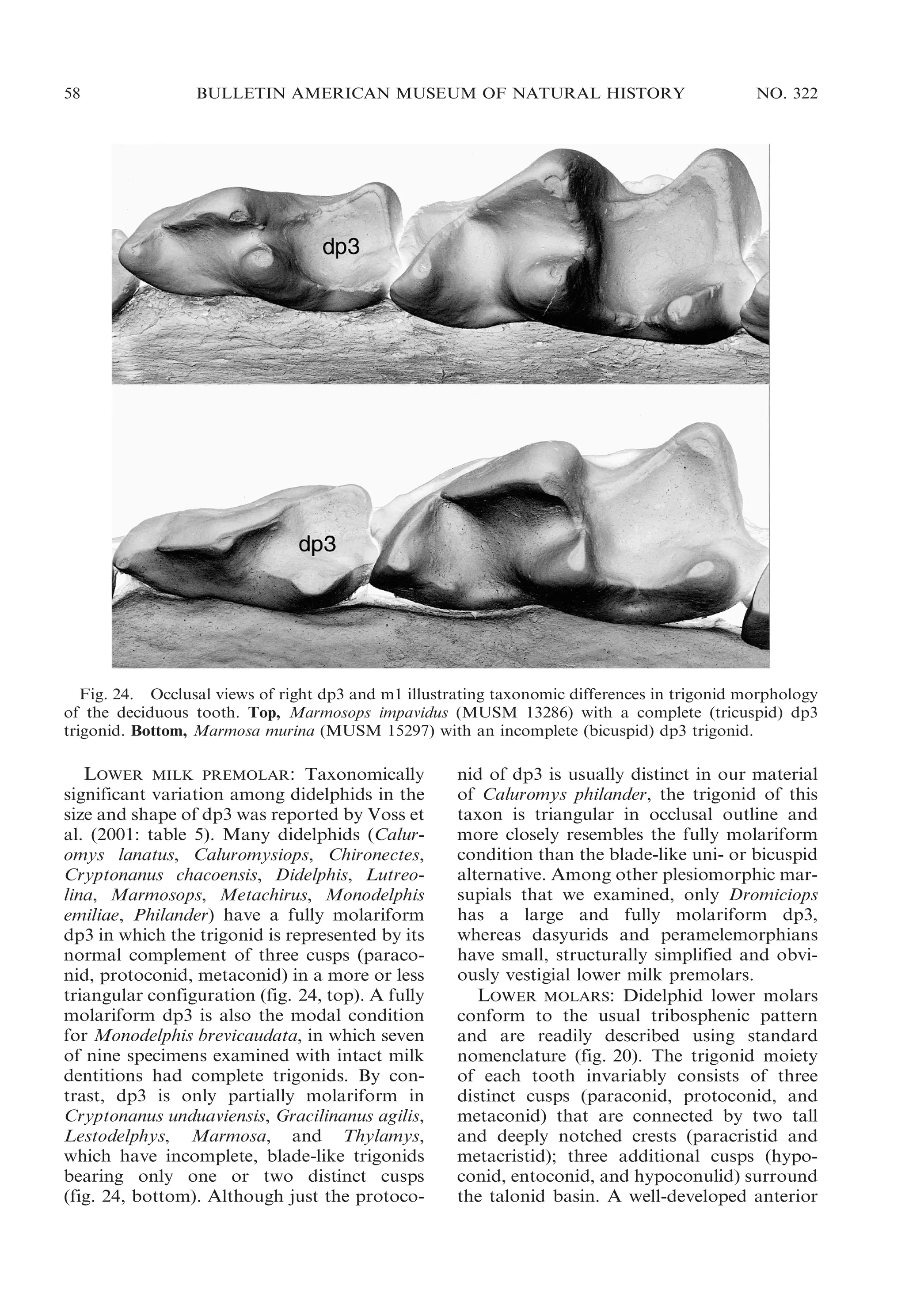 58

BULLETIN AMERICAN MUSEUM OF NATURAL HISTORY

NO. 322

Fig. 24. Occlusal views of right dp3 and m1 illustrating taxonomic differences in trigonid morphology
of the deciduous tooth. Top, Marmosops impavidus (MUSM 13286) with a complete (tricuspid) dp3
trigonid. Bottom, Marmosa murina (MUSM 15297) with an incomplete (bicuspid) dp3 trigonid.

LOWER MILK PREMOLAR: Taxonomically
significant variation among didelphids in the
size and shape of dp3 was reported by Voss et
al. (2001: table 5). Many didelphids (Caluromys lanatus, Caluromysiops, Chironectes,
Cryptonanus chacoensis, Didelphis, Lutreolina, Marmosops, Metachirus, Monodelphis
emiliae, Philander) have a fully molariform
dp3 in which the trigonid is represented by its
normal complement of three cusps (paraconid, protoconid, metaconid) in a more or less
triangular configuration (fig. 24, top). A fully
molariform dp3 is also the modal condition
for Monodelphis brevicaudata, in which seven
of nine specimens examined with intact milk
dentitions had complete trigonids. By contrast, dp3 is only partially molariform in
Cryptonanus unduaviensis, Gracilinanus agilis,
Lestodelphys, Marmosa, and Thylamys,
which have incomplete, blade-like trigonids
bearing only one or two distinct cusps
(fig. 24, bottom). Although just the protoco-

nid of dp3 is usually distinct in our material
of Caluromys philander, the trigonid of this
taxon is triangular in occlusal outline and
more closely resembles the fully molariform
condition than the blade-like uni- or bicuspid
alternative. Among other plesiomorphic marsupials that we examined, only Dromiciops
has a large and fully molariform dp3,
whereas dasyurids and peramelemorphians
have small, structurally simplified and obviously vestigial lower milk premolars.
LOWER MOLARS: Didelphid lower molars
conform to the usual tribosphenic pattern
and are readily described using standard
nomenclature (fig. 20). The trigonid moiety
of each tooth invariably consists of three
distinct cusps (paraconid, protoconid, and
metaconid) that are connected by two tall
and deeply notched crests (paracristid and
metacristid); three additional cusps (hypoconid, entoconid, and hypoconulid) surround
the talonid basin. A well-developed anterior

 