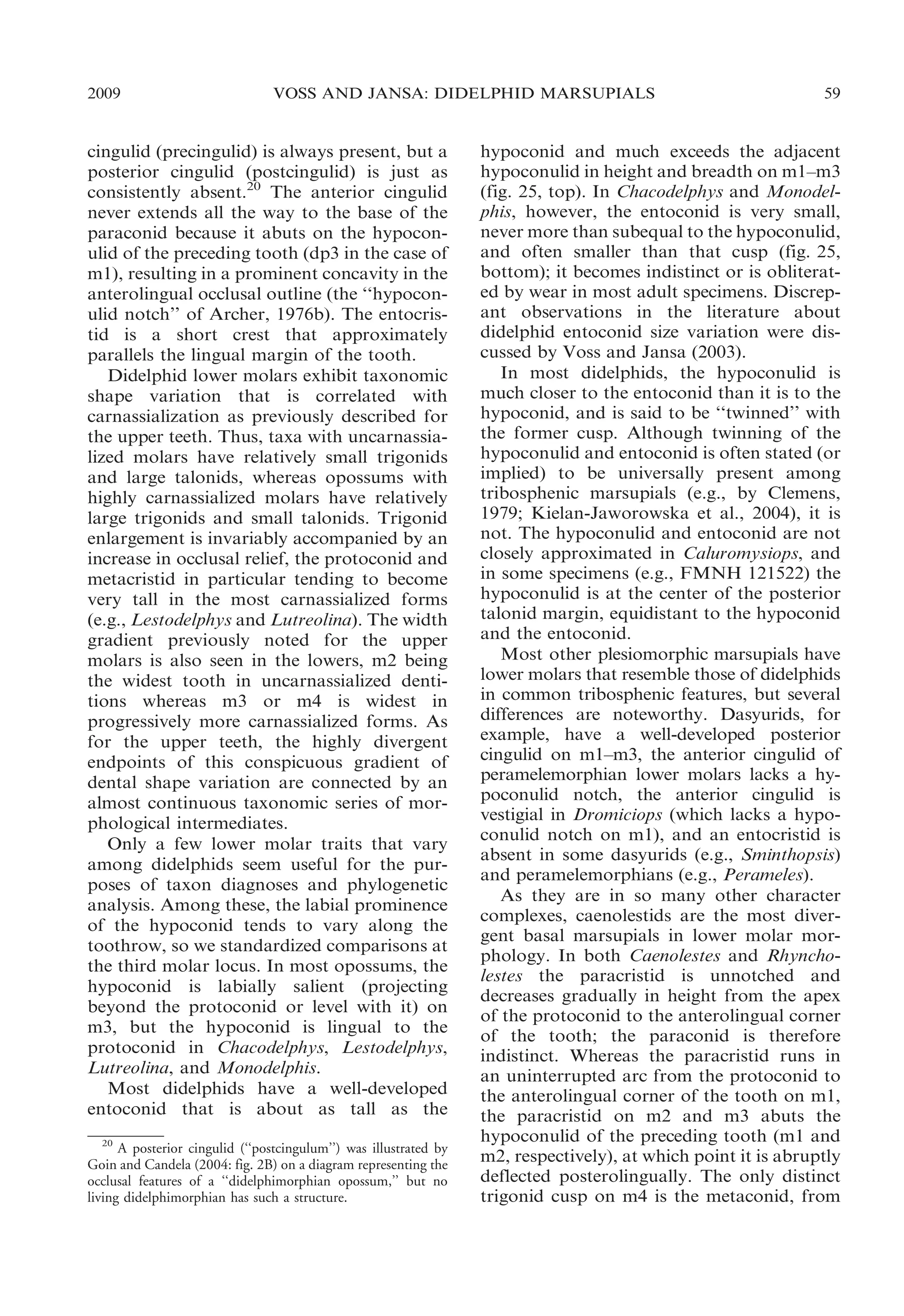2009

VOSS AND JANSA: DIDELPHID MARSUPIALS

cingulid (precingulid) is always present, but a
posterior cingulid (postcingulid) is just as
consistently absent.20 The anterior cingulid
never extends all the way to the base of the
paraconid because it abuts on the hypoconulid of the preceding tooth (dp3 in the case of
m1), resulting in a prominent concavity in the
anterolingual occlusal outline (the ‘‘hypoconulid notch’’ of Archer, 1976b). The entocristid is a short crest that approximately
parallels the lingual margin of the tooth.
Didelphid lower molars exhibit taxonomic
shape variation that is correlated with
carnassialization as previously described for
the upper teeth. Thus, taxa with uncarnassialized molars have relatively small trigonids
and large talonids, whereas opossums with
highly carnassialized molars have relatively
large trigonids and small talonids. Trigonid
enlargement is invariably accompanied by an
increase in occlusal relief, the protoconid and
metacristid in particular tending to become
very tall in the most carnassialized forms
(e.g., Lestodelphys and Lutreolina). The width
gradient previously noted for the upper
molars is also seen in the lowers, m2 being
the widest tooth in uncarnassialized dentitions whereas m3 or m4 is widest in
progressively more carnassialized forms. As
for the upper teeth, the highly divergent
endpoints of this conspicuous gradient of
dental shape variation are connected by an
almost continuous taxonomic series of morphological intermediates.
Only a few lower molar traits that vary
among didelphids seem useful for the purposes of taxon diagnoses and phylogenetic
analysis. Among these, the labial prominence
of the hypoconid tends to vary along the
toothrow, so we standardized comparisons at
the third molar locus. In most opossums, the
hypoconid is labially salient (projecting
beyond the protoconid or level with it) on
m3, but the hypoconid is lingual to the
protoconid in Chacodelphys, Lestodelphys,
Lutreolina, and Monodelphis.
Most didelphids have a well-developed
entoconid that is about as tall as the
20
A posterior cingulid (‘‘postcingulum’’) was illustrated by
Goin and Candela (2004: fig. 2B) on a diagram representing the
occlusal features of a ‘‘didelphimorphian opossum,’’ but no
living didelphimorphian has such a structure.

59

hypoconid and much exceeds the adjacent
hypoconulid in height and breadth on m1–m3
(fig. 25, top). In Chacodelphys and Monodelphis, however, the entoconid is very small,
never more than subequal to the hypoconulid,
and often smaller than that cusp (fig. 25,
bottom); it becomes indistinct or is obliterated by wear in most adult specimens. Discrepant observations in the literature about
didelphid entoconid size variation were discussed by Voss and Jansa (2003).
In most didelphids, the hypoconulid is
much closer to the entoconid than it is to the
hypoconid, and is said to be ‘‘twinned’’ with
the former cusp. Although twinning of the
hypoconulid and entoconid is often stated (or
implied) to be universally present among
tribosphenic marsupials (e.g., by Clemens,
1979; Kielan-Jaworowska et al., 2004), it is
not. The hypoconulid and entoconid are not
closely approximated in Caluromysiops, and
in some specimens (e.g., FMNH 121522) the
hypoconulid is at the center of the posterior
talonid margin, equidistant to the hypoconid
and the entoconid.
Most other plesiomorphic marsupials have
lower molars that resemble those of didelphids
in common tribosphenic features, but several
differences are noteworthy. Dasyurids, for
example, have a well-developed posterior
cingulid on m1–m3, the anterior cingulid of
peramelemorphian lower molars lacks a hypoconulid notch, the anterior cingulid is
vestigial in Dromiciops (which lacks a hypoconulid notch on m1), and an entocristid is
absent in some dasyurids (e.g., Sminthopsis)
and peramelemorphians (e.g., Perameles).
As they are in so many other character
complexes, caenolestids are the most divergent basal marsupials in lower molar morphology. In both Caenolestes and Rhyncholestes the paracristid is unnotched and
decreases gradually in height from the apex
of the protoconid to the anterolingual corner
of the tooth; the paraconid is therefore
indistinct. Whereas the paracristid runs in
an uninterrupted arc from the protoconid to
the anterolingual corner of the tooth on m1,
the paracristid on m2 and m3 abuts the
hypoconulid of the preceding tooth (m1 and
m2, respectively), at which point it is abruptly
deflected posterolingually. The only distinct
trigonid cusp on m4 is the metaconid, from

 