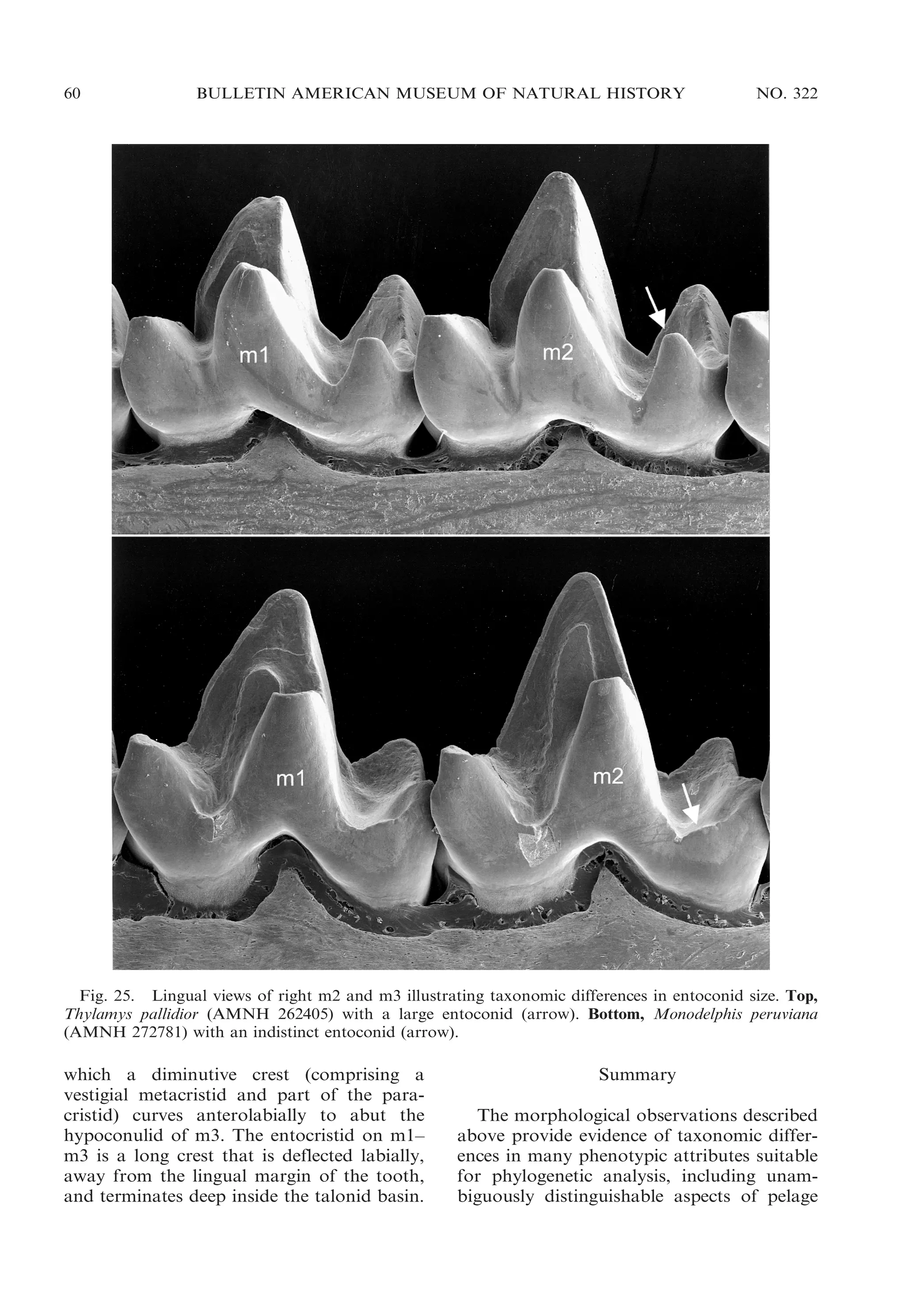 60

BULLETIN AMERICAN MUSEUM OF NATURAL HISTORY

NO. 322

Fig. 25. Lingual views of right m2 and m3 illustrating taxonomic differences in entoconid size. Top,
Thylamys pallidior (AMNH 262405) with a large entoconid (arrow). Bottom, Monodelphis peruviana
(AMNH 272781) with an indistinct entoconid (arrow).

which a diminutive crest (comprising a
vestigial metacristid and part of the paracristid) curves anterolabially to abut the
hypoconulid of m3. The entocristid on m1–
m3 is a long crest that is deflected labially,
away from the lingual margin of the tooth,
and terminates deep inside the talonid basin.

Summary
The morphological observations described
above provide evidence of taxonomic differences in many phenotypic attributes suitable
for phylogenetic analysis, including unambiguously distinguishable aspects of pelage

 