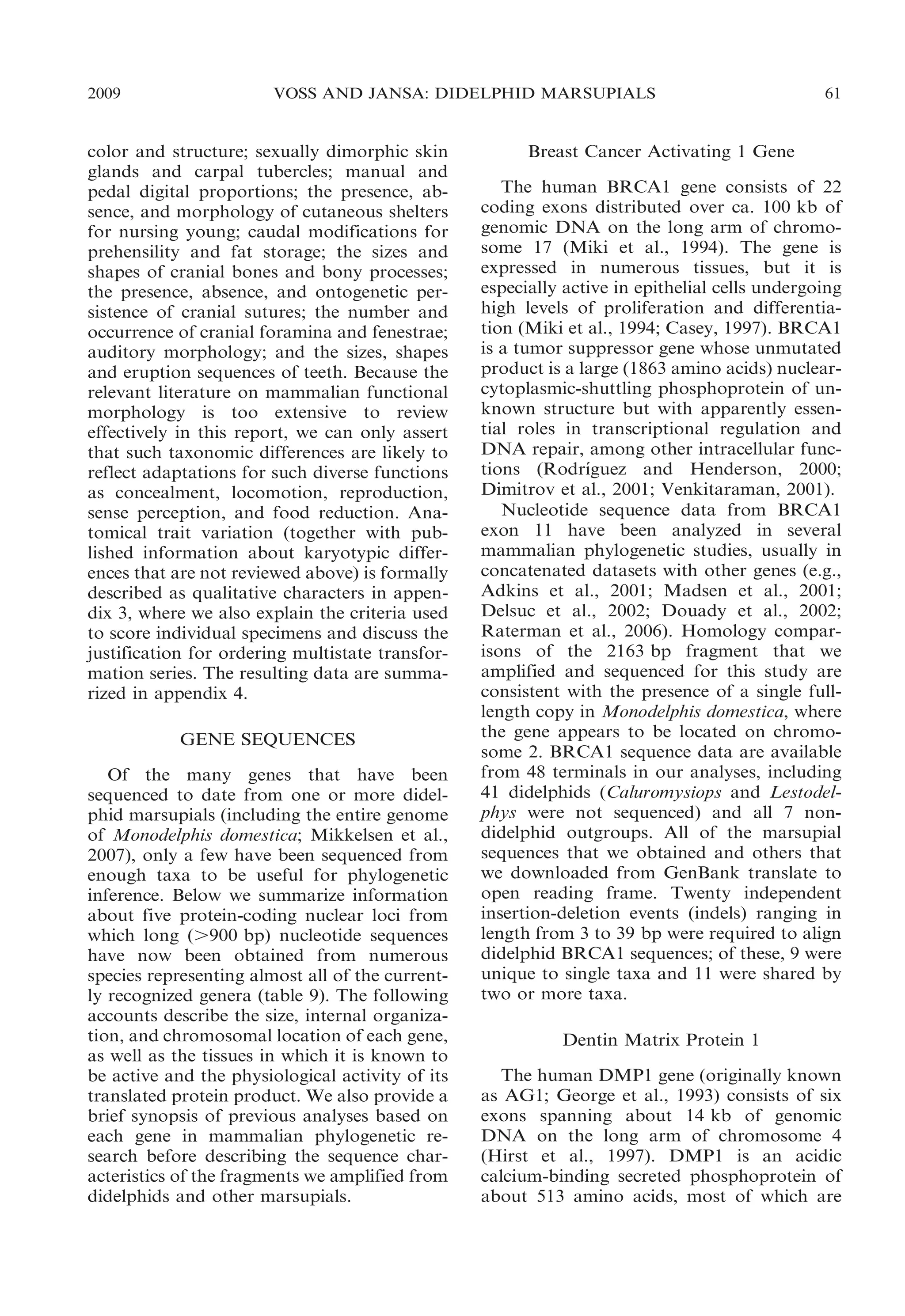2009

VOSS AND JANSA: DIDELPHID MARSUPIALS

color and structure; sexually dimorphic skin
glands and carpal tubercles; manual and
pedal digital proportions; the presence, absence, and morphology of cutaneous shelters
for nursing young; caudal modifications for
prehensility and fat storage; the sizes and
shapes of cranial bones and bony processes;
the presence, absence, and ontogenetic persistence of cranial sutures; the number and
occurrence of cranial foramina and fenestrae;
auditory morphology; and the sizes, shapes
and eruption sequences of teeth. Because the
relevant literature on mammalian functional
morphology is too extensive to review
effectively in this report, we can only assert
that such taxonomic differences are likely to
reflect adaptations for such diverse functions
as concealment, locomotion, reproduction,
sense perception, and food reduction. Anatomical trait variation (together with published information about karyotypic differences that are not reviewed above) is formally
described as qualitative characters in appendix 3, where we also explain the criteria used
to score individual specimens and discuss the
justification for ordering multistate transformation series. The resulting data are summarized in appendix 4.
GENE SEQUENCES
Of the many genes that have been
sequenced to date from one or more didelphid marsupials (including the entire genome
of Monodelphis domestica; Mikkelsen et al.,
2007), only a few have been sequenced from
enough taxa to be useful for phylogenetic
inference. Below we summarize information
about five protein-coding nuclear loci from
which long (.900 bp) nucleotide sequences
have now been obtained from numerous
species representing almost all of the currently recognized genera (table 9). The following
accounts describe the size, internal organization, and chromosomal location of each gene,
as well as the tissues in which it is known to
be active and the physiological activity of its
translated protein product. We also provide a
brief synopsis of previous analyses based on
each gene in mammalian phylogenetic research before describing the sequence characteristics of the fragments we amplified from
didelphids and other marsupials.

61

Breast Cancer Activating 1 Gene
The human BRCA1 gene consists of 22
coding exons distributed over ca. 100 kb of
genomic DNA on the long arm of chromosome 17 (Miki et al., 1994). The gene is
expressed in numerous tissues, but it is
especially active in epithelial cells undergoing
high levels of proliferation and differentiation (Miki et al., 1994; Casey, 1997). BRCA1
is a tumor suppressor gene whose unmutated
product is a large (1863 amino acids) nuclearcytoplasmic-shuttling phosphoprotein of unknown structure but with apparently essential roles in transcriptional regulation and
DNA repair, among other intracellular func´
tions (Rodrıguez and Henderson, 2000;
Dimitrov et al., 2001; Venkitaraman, 2001).
Nucleotide sequence data from BRCA1
exon 11 have been analyzed in several
mammalian phylogenetic studies, usually in
concatenated datasets with other genes (e.g.,
Adkins et al., 2001; Madsen et al., 2001;
Delsuc et al., 2002; Douady et al., 2002;
Raterman et al., 2006). Homology comparisons of the 2163 bp fragment that we
amplified and sequenced for this study are
consistent with the presence of a single fulllength copy in Monodelphis domestica, where
the gene appears to be located on chromosome 2. BRCA1 sequence data are available
from 48 terminals in our analyses, including
41 didelphids (Caluromysiops and Lestodelphys were not sequenced) and all 7 nondidelphid outgroups. All of the marsupial
sequences that we obtained and others that
we downloaded from GenBank translate to
open reading frame. Twenty independent
insertion-deletion events (indels) ranging in
length from 3 to 39 bp were required to align
didelphid BRCA1 sequences; of these, 9 were
unique to single taxa and 11 were shared by
two or more taxa.
Dentin Matrix Protein 1
The human DMP1 gene (originally known
as AG1; George et al., 1993) consists of six
exons spanning about 14 kb of genomic
DNA on the long arm of chromosome 4
(Hirst et al., 1997). DMP1 is an acidic
calcium-binding secreted phosphoprotein of
about 513 amino acids, most of which are

 