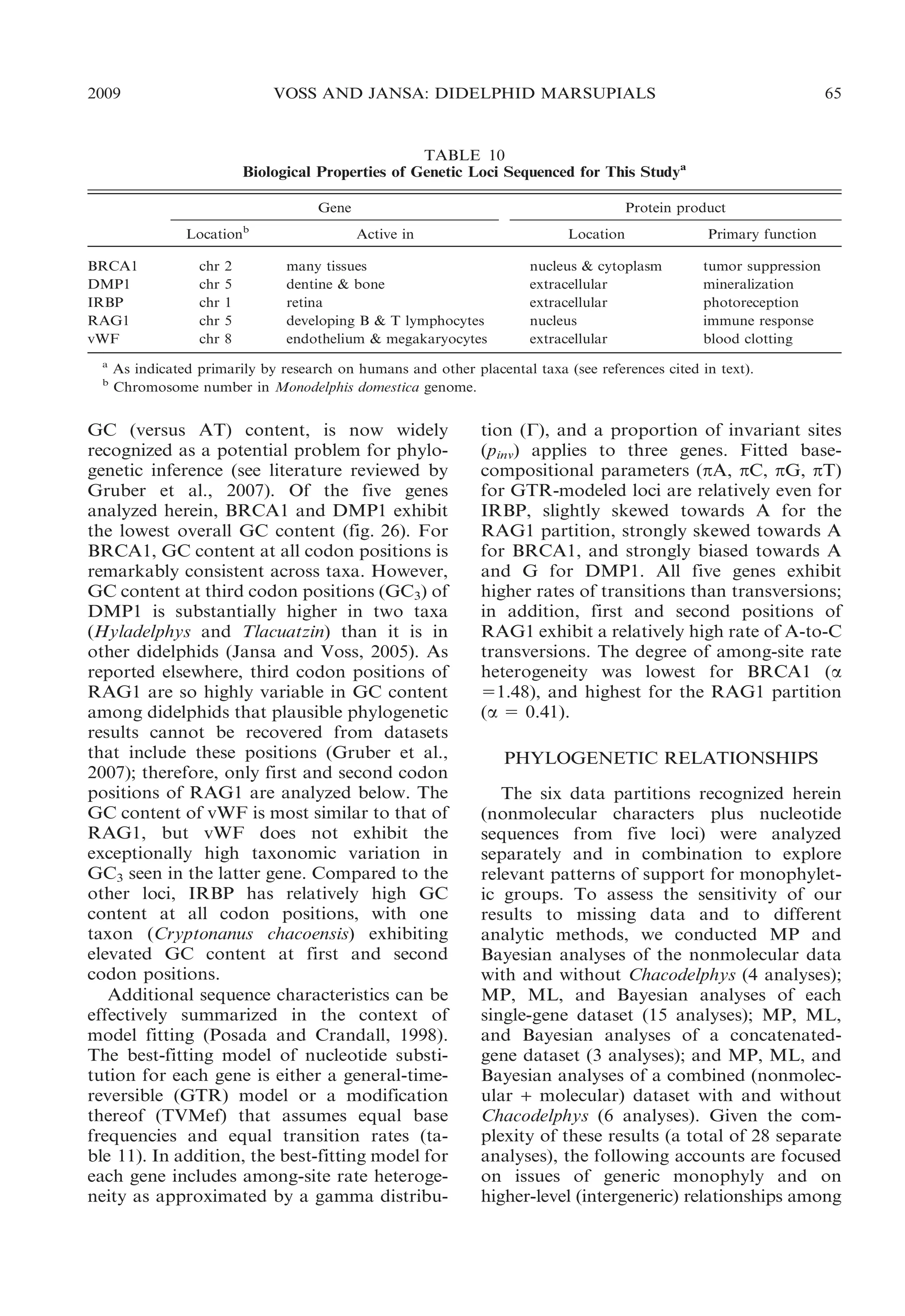 2009

VOSS AND JANSA: DIDELPHID MARSUPIALS

65

TABLE 10
Biological Properties of Genetic Loci Sequenced for This Studya
Gene
Locationb
BRCA1
DMP1
IRBP
RAG1
vWF
a
b

chr
chr
chr
chr
chr

2
5
1
5
8

Protein product
Active in

Location

Primary function

many tissues
dentine & bone
retina
developing B & T lymphocytes
endothelium & megakaryocytes

nucleus & cytoplasm
extracellular
extracellular
nucleus
extracellular

tumor suppression
mineralization
photoreception
immune response
blood clotting

As indicated primarily by research on humans and other placental taxa (see references cited in text).
Chromosome number in Monodelphis domestica genome.

GC (versus AT) content, is now widely
recognized as a potential problem for phylogenetic inference (see literature reviewed by
Gruber et al., 2007). Of the five genes
analyzed herein, BRCA1 and DMP1 exhibit
the lowest overall GC content (fig. 26). For
BRCA1, GC content at all codon positions is
remarkably consistent across taxa. However,
GC content at third codon positions (GC3) of
DMP1 is substantially higher in two taxa
(Hyladelphys and Tlacuatzin) than it is in
other didelphids (Jansa and Voss, 2005). As
reported elsewhere, third codon positions of
RAG1 are so highly variable in GC content
among didelphids that plausible phylogenetic
results cannot be recovered from datasets
that include these positions (Gruber et al.,
2007); therefore, only first and second codon
positions of RAG1 are analyzed below. The
GC content of vWF is most similar to that of
RAG1, but vWF does not exhibit the
exceptionally high taxonomic variation in
GC3 seen in the latter gene. Compared to the
other loci, IRBP has relatively high GC
content at all codon positions, with one
taxon (Cryptonanus chacoensis) exhibiting
elevated GC content at first and second
codon positions.
Additional sequence characteristics can be
effectively summarized in the context of
model fitting (Posada and Crandall, 1998).
The best-fitting model of nucleotide substitution for each gene is either a general-timereversible (GTR) model or a modification
thereof (TVMef) that assumes equal base
frequencies and equal transition rates (table 11). In addition, the best-fitting model for
each gene includes among-site rate heterogeneity as approximated by a gamma distribu-

tion (C), and a proportion of invariant sites
(pinv) applies to three genes. Fitted basecompositional parameters (pA, pC, pG, pT)
for GTR-modeled loci are relatively even for
IRBP, slightly skewed towards A for the
RAG1 partition, strongly skewed towards A
for BRCA1, and strongly biased towards A
and G for DMP1. All five genes exhibit
higher rates of transitions than transversions;
in addition, first and second positions of
RAG1 exhibit a relatively high rate of A-to-C
transversions. The degree of among-site rate
heterogeneity was lowest for BRCA1 (a
51.48), and highest for the RAG1 partition
(a 5 0.41).
PHYLOGENETIC RELATIONSHIPS
The six data partitions recognized herein
(nonmolecular characters plus nucleotide
sequences from five loci) were analyzed
separately and in combination to explore
relevant patterns of support for monophyletic groups. To assess the sensitivity of our
results to missing data and to different
analytic methods, we conducted MP and
Bayesian analyses of the nonmolecular data
with and without Chacodelphys (4 analyses);
MP, ML, and Bayesian analyses of each
single-gene dataset (15 analyses); MP, ML,
and Bayesian analyses of a concatenatedgene dataset (3 analyses); and MP, ML, and
Bayesian analyses of a combined (nonmolecular + molecular) dataset with and without
Chacodelphys (6 analyses). Given the complexity of these results (a total of 28 separate
analyses), the following accounts are focused
on issues of generic monophyly and on
higher-level (intergeneric) relationships among

 