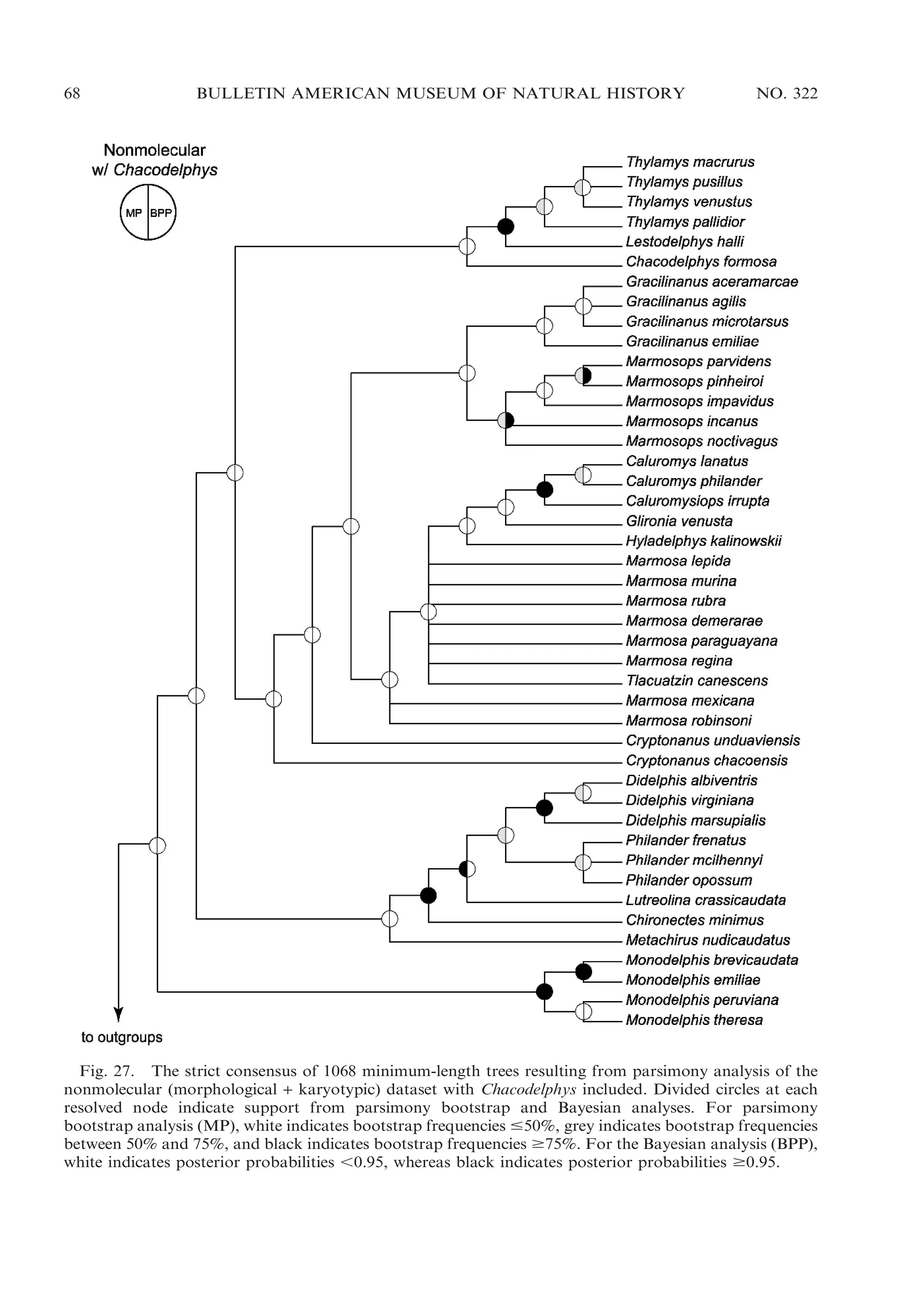 68

BULLETIN AMERICAN MUSEUM OF NATURAL HISTORY

NO. 322

Fig. 27. The strict consensus of 1068 minimum-length trees resulting from parsimony analysis of the
nonmolecular (morphological + karyotypic) dataset with Chacodelphys included. Divided circles at each
resolved node indicate support from parsimony bootstrap and Bayesian analyses. For parsimony
bootstrap analysis (MP), white indicates bootstrap frequencies #50%, grey indicates bootstrap frequencies
between 50% and 75%, and black indicates bootstrap frequencies $75%. For the Bayesian analysis (BPP),
white indicates posterior probabilities ,0.95, whereas black indicates posterior probabilities $0.95.

 