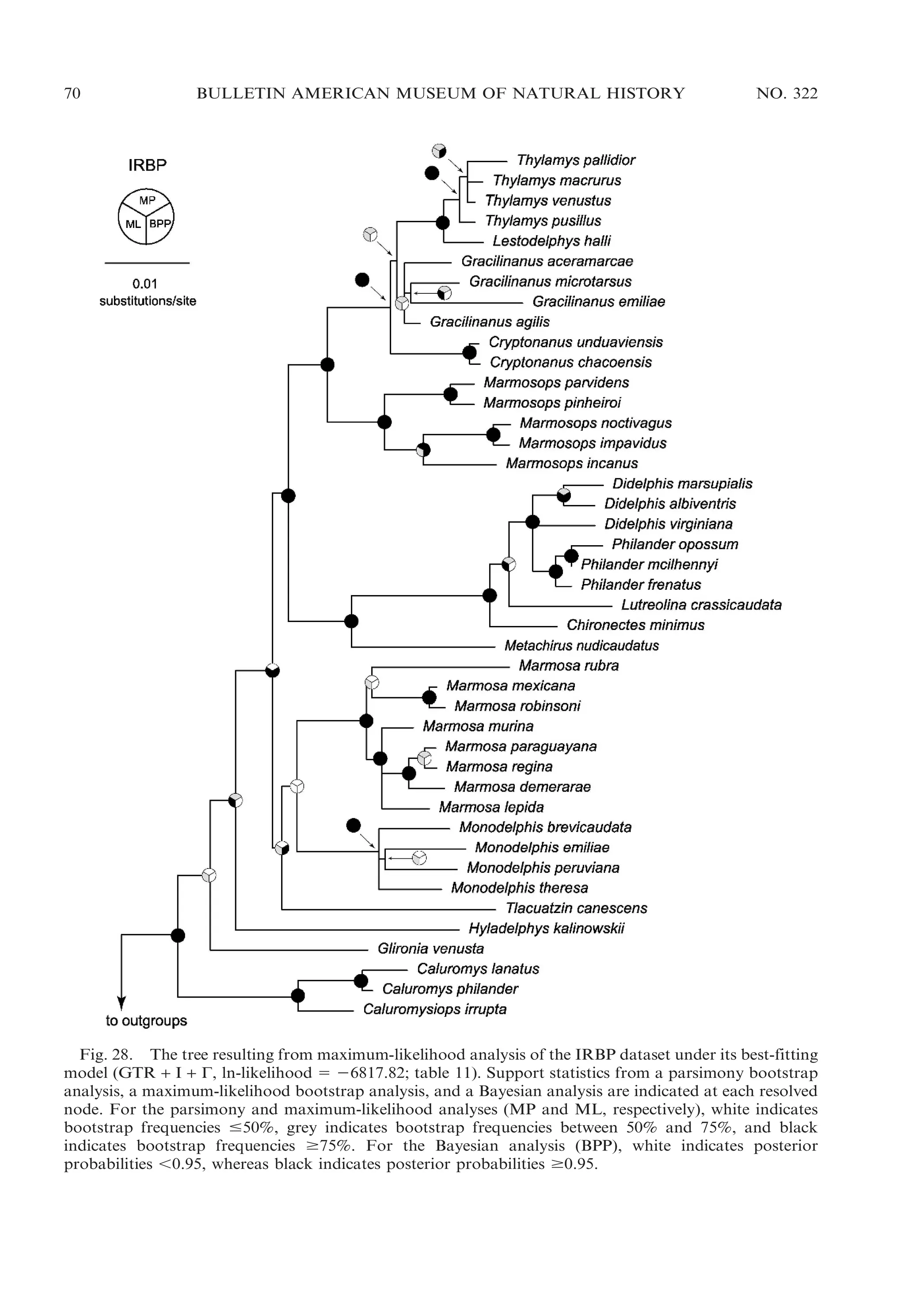 70

BULLETIN AMERICAN MUSEUM OF NATURAL HISTORY

NO. 322

Fig. 28. The tree resulting from maximum-likelihood analysis of the IRBP dataset under its best-fitting
model (GTR + I + C, ln-likelihood 5 26817.82; table 11). Support statistics from a parsimony bootstrap
analysis, a maximum-likelihood bootstrap analysis, and a Bayesian analysis are indicated at each resolved
node. For the parsimony and maximum-likelihood analyses (MP and ML, respectively), white indicates
bootstrap frequencies #50%, grey indicates bootstrap frequencies between 50% and 75%, and black
indicates bootstrap frequencies $75%. For the Bayesian analysis (BPP), white indicates posterior
probabilities ,0.95, whereas black indicates posterior probabilities $0.95.

 
