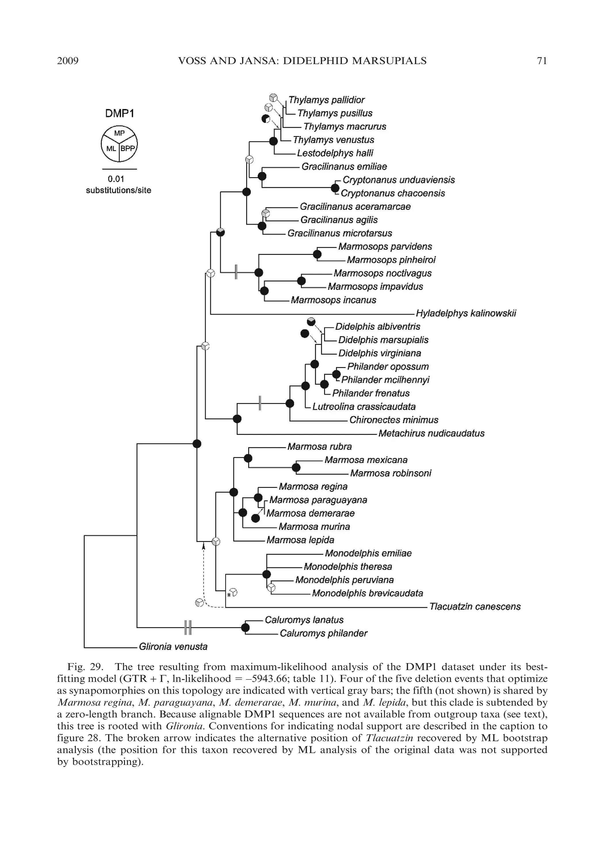 2009

VOSS AND JANSA: DIDELPHID MARSUPIALS

71

Fig. 29. The tree resulting from maximum-likelihood analysis of the DMP1 dataset under its bestfitting model (GTR + C, ln-likelihood 5 –5943.66; table 11). Four of the five deletion events that optimize
as synapomorphies on this topology are indicated with vertical gray bars; the fifth (not shown) is shared by
Marmosa regina, M. paraguayana, M. demerarae, M. murina, and M. lepida, but this clade is subtended by
a zero-length branch. Because alignable DMP1 sequences are not available from outgroup taxa (see text),
this tree is rooted with Glironia. Conventions for indicating nodal support are described in the caption to
figure 28. The broken arrow indicates the alternative position of Tlacuatzin recovered by ML bootstrap
analysis (the position for this taxon recovered by ML analysis of the original data was not supported
by bootstrapping).

 