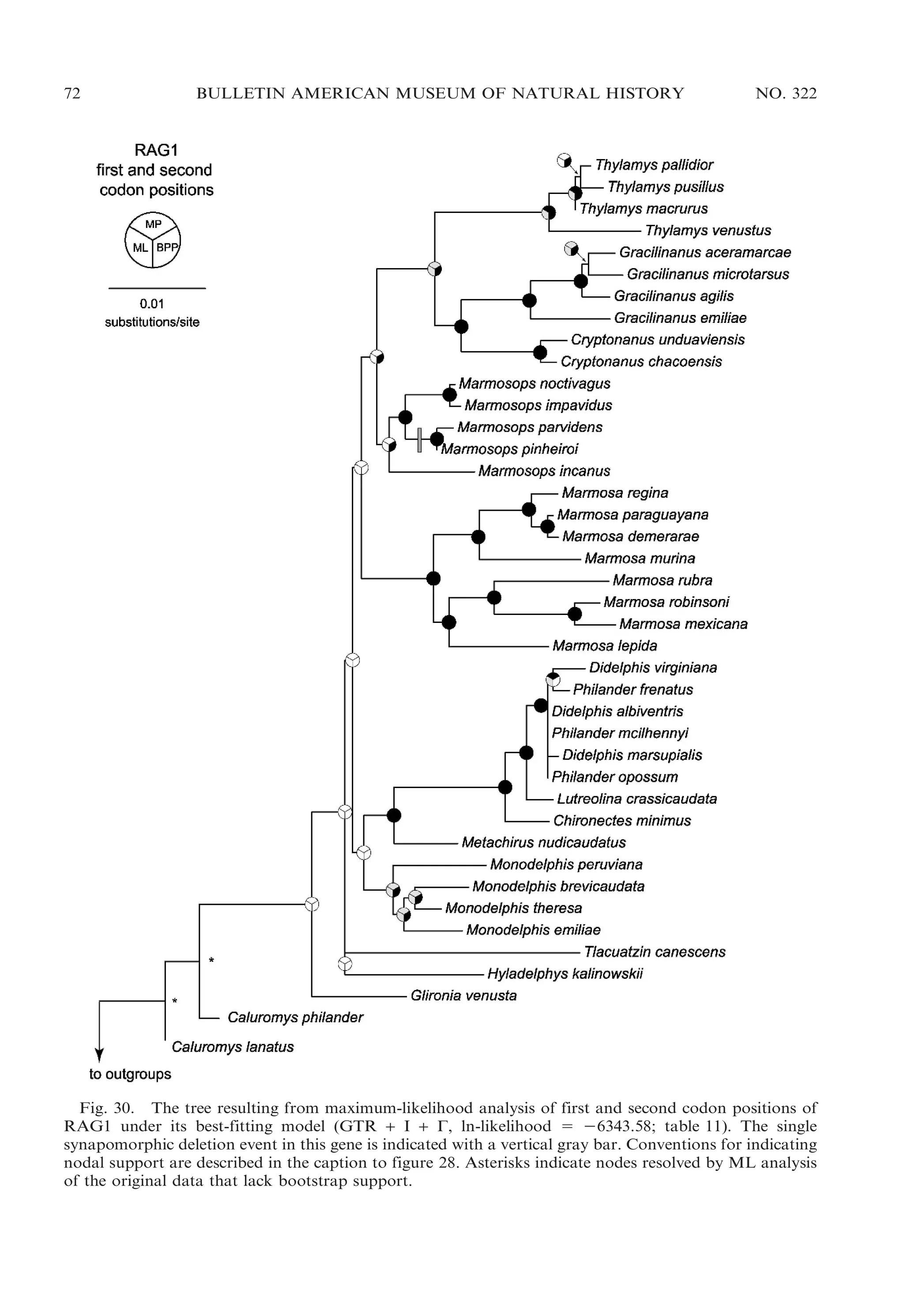 72

BULLETIN AMERICAN MUSEUM OF NATURAL HISTORY

NO. 322

Fig. 30. The tree resulting from maximum-likelihood analysis of first and second codon positions of
RAG1 under its best-fitting model (GTR + I + C, ln-likelihood 5 26343.58; table 11). The single
synapomorphic deletion event in this gene is indicated with a vertical gray bar. Conventions for indicating
nodal support are described in the caption to figure 28. Asterisks indicate nodes resolved by ML analysis
of the original data that lack bootstrap support.

 