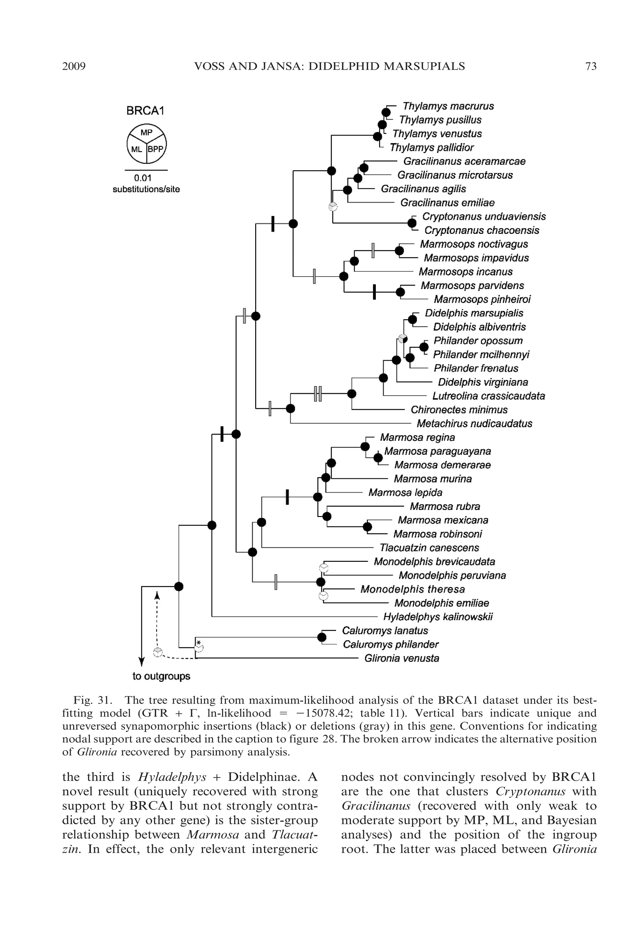 2009

VOSS AND JANSA: DIDELPHID MARSUPIALS

73

Fig. 31. The tree resulting from maximum-likelihood analysis of the BRCA1 dataset under its bestfitting model (GTR + C, ln-likelihood 5 215078.42; table 11). Vertical bars indicate unique and
unreversed synapomorphic insertions (black) or deletions (gray) in this gene. Conventions for indicating
nodal support are described in the caption to figure 28. The broken arrow indicates the alternative position
of Glironia recovered by parsimony analysis.

the third is Hyladelphys + Didelphinae. A
novel result (uniquely recovered with strong
support by BRCA1 but not strongly contradicted by any other gene) is the sister-group
relationship between Marmosa and Tlacuatzin. In effect, the only relevant intergeneric

nodes not convincingly resolved by BRCA1
are the one that clusters Cryptonanus with
Gracilinanus (recovered with only weak to
moderate support by MP, ML, and Bayesian
analyses) and the position of the ingroup
root. The latter was placed between Glironia

 