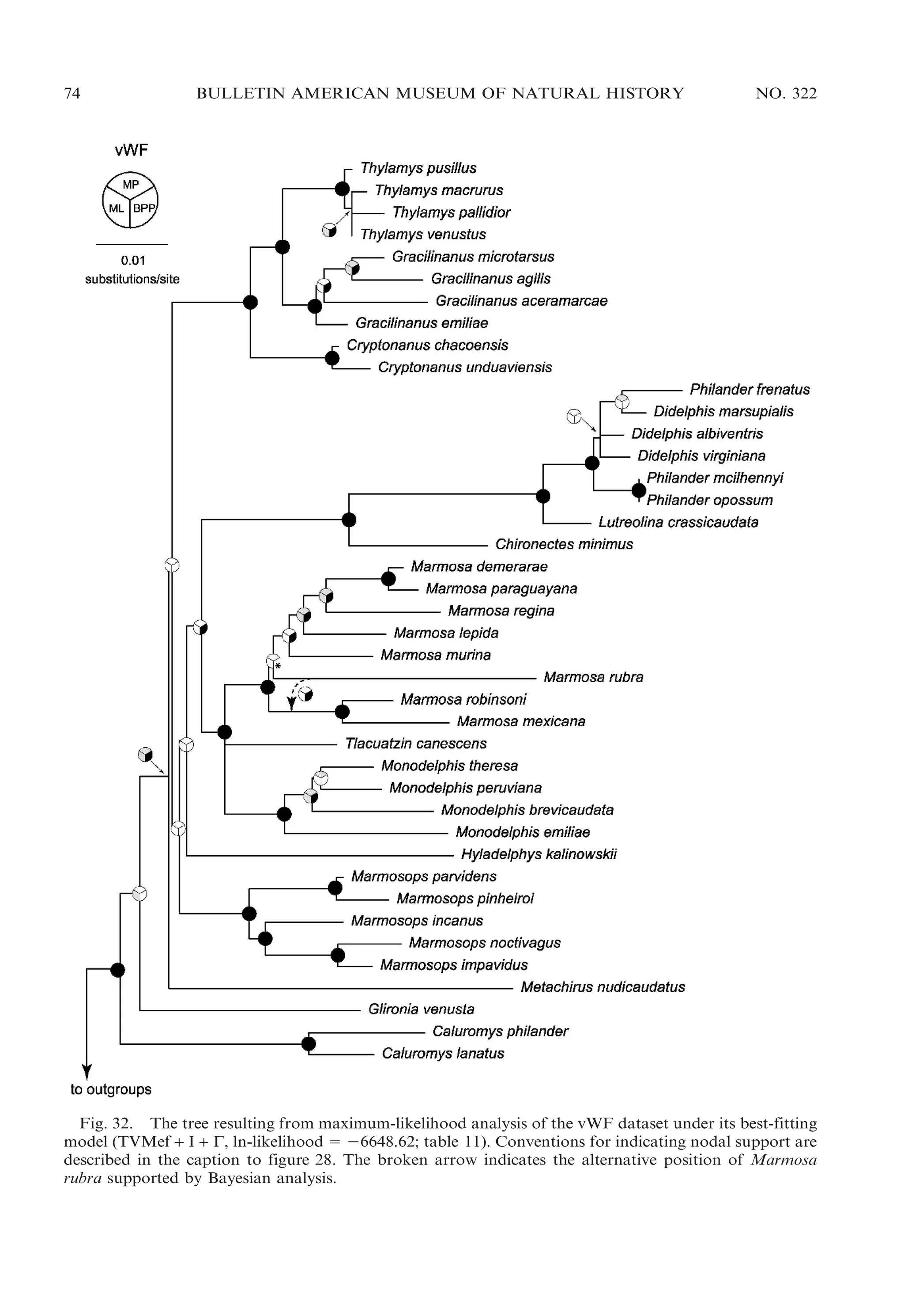 74

BULLETIN AMERICAN MUSEUM OF NATURAL HISTORY

NO. 322

Fig. 32. The tree resulting from maximum-likelihood analysis of the vWF dataset under its best-fitting
model (TVMef + I + C, ln-likelihood 5 26648.62; table 11). Conventions for indicating nodal support are
described in the caption to figure 28. The broken arrow indicates the alternative position of Marmosa
rubra supported by Bayesian analysis.

 