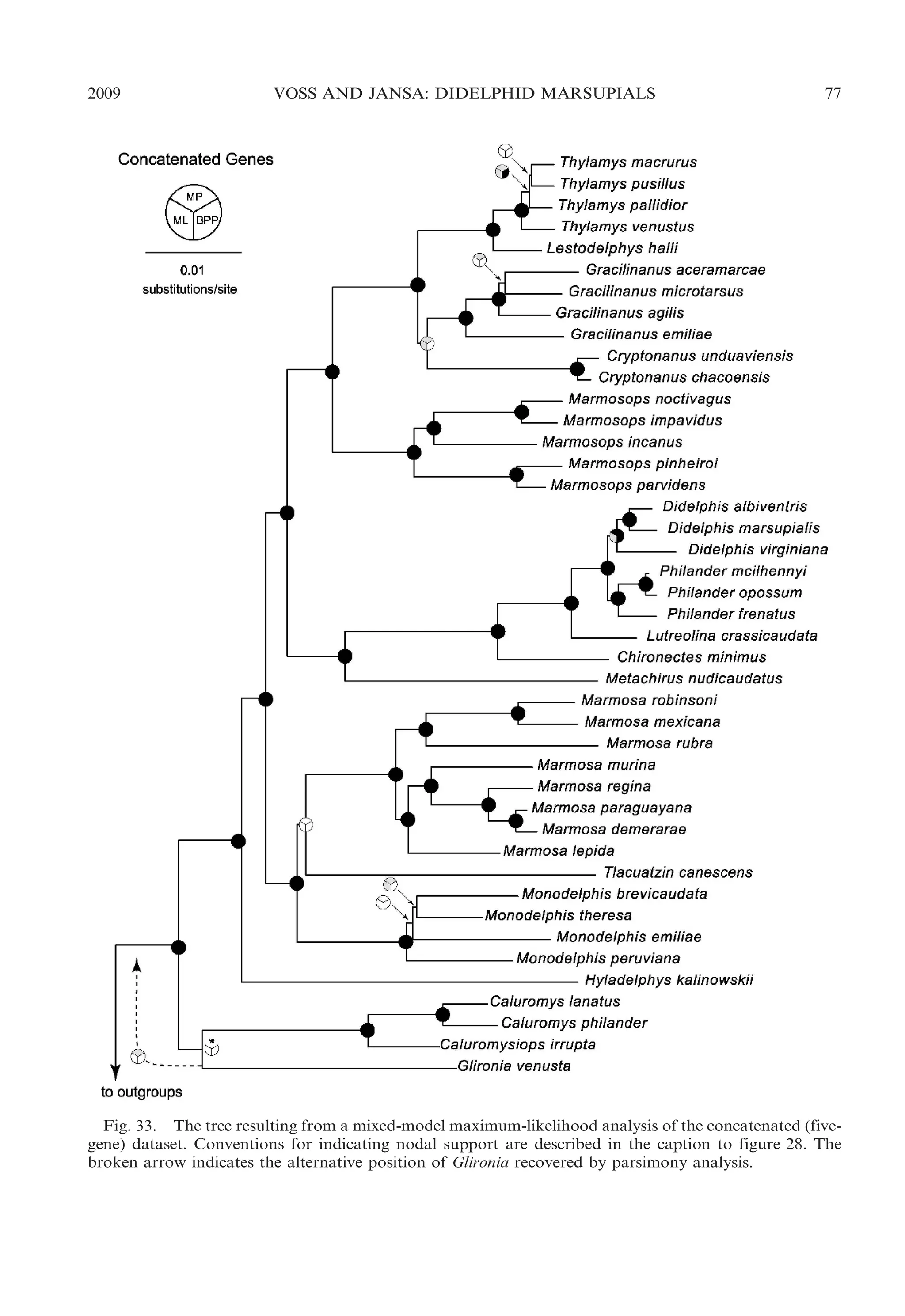 2009

VOSS AND JANSA: DIDELPHID MARSUPIALS

77

Fig. 33. The tree resulting from a mixed-model maximum-likelihood analysis of the concatenated (fivegene) dataset. Conventions for indicating nodal support are described in the caption to figure 28. The
broken arrow indicates the alternative position of Glironia recovered by parsimony analysis.

 