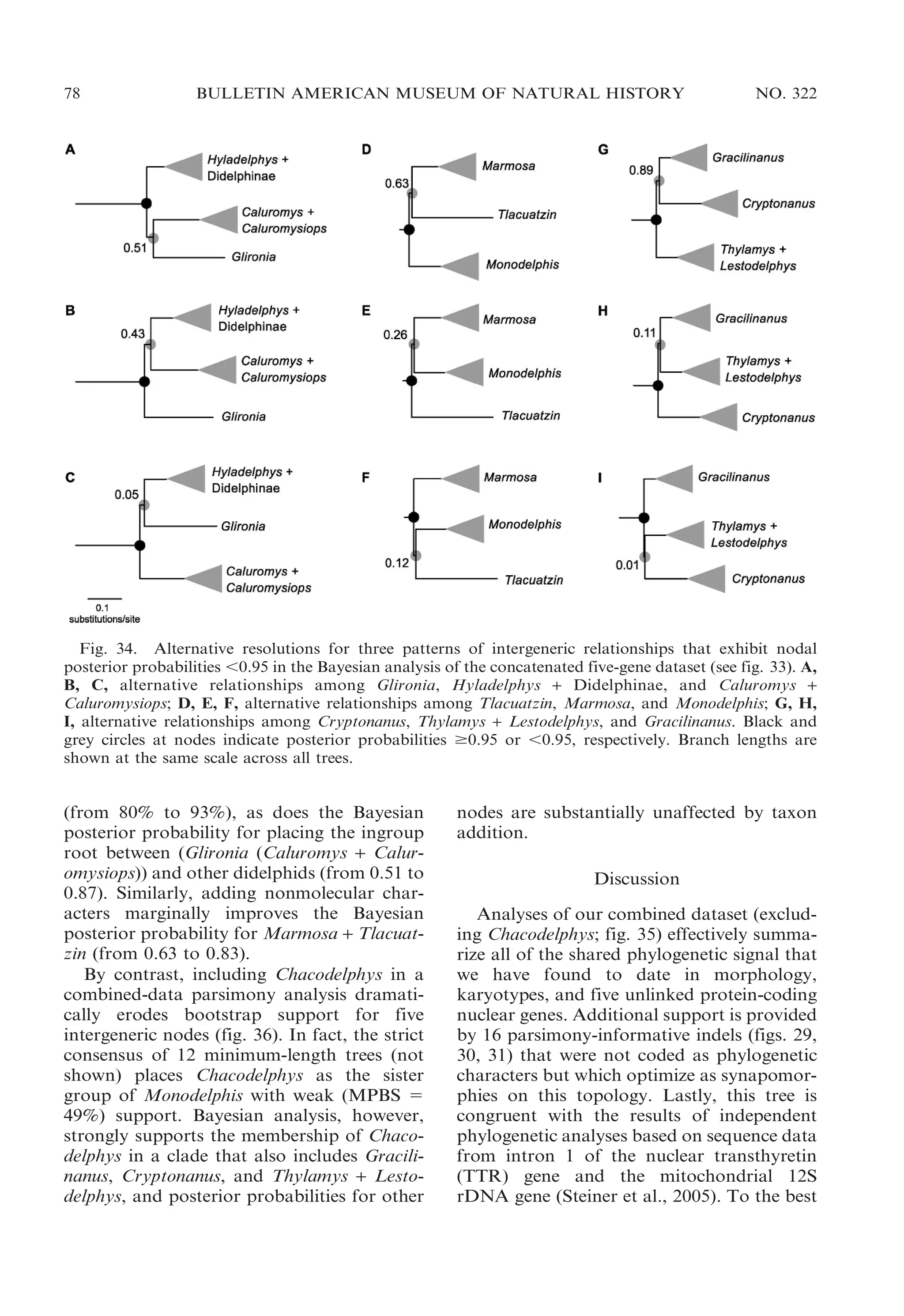 78

BULLETIN AMERICAN MUSEUM OF NATURAL HISTORY

NO. 322

Fig. 34. Alternative resolutions for three patterns of intergeneric relationships that exhibit nodal
posterior probabilities ,0.95 in the Bayesian analysis of the concatenated five-gene dataset (see fig. 33). A,
B, C, alternative relationships among Glironia, Hyladelphys + Didelphinae, and Caluromys +
Caluromysiops; D, E, F, alternative relationships among Tlacuatzin, Marmosa, and Monodelphis; G, H,
I, alternative relationships among Cryptonanus, Thylamys + Lestodelphys, and Gracilinanus. Black and
grey circles at nodes indicate posterior probabilities $0.95 or ,0.95, respectively. Branch lengths are
shown at the same scale across all trees.

(from 80% to 93%), as does the Bayesian
posterior probability for placing the ingroup
root between (Glironia (Caluromys + Caluromysiops)) and other didelphids (from 0.51 to
0.87). Similarly, adding nonmolecular characters marginally improves the Bayesian
posterior probability for Marmosa + Tlacuatzin (from 0.63 to 0.83).
By contrast, including Chacodelphys in a
combined-data parsimony analysis dramatically erodes bootstrap support for five
intergeneric nodes (fig. 36). In fact, the strict
consensus of 12 minimum-length trees (not
shown) places Chacodelphys as the sister
group of Monodelphis with weak (MPBS 5
49%) support. Bayesian analysis, however,
strongly supports the membership of Chacodelphys in a clade that also includes Gracilinanus, Cryptonanus, and Thylamys + Lestodelphys, and posterior probabilities for other

nodes are substantially unaffected by taxon
addition.
Discussion
Analyses of our combined dataset (excluding Chacodelphys; fig. 35) effectively summarize all of the shared phylogenetic signal that
we have found to date in morphology,
karyotypes, and five unlinked protein-coding
nuclear genes. Additional support is provided
by 16 parsimony-informative indels (figs. 29,
30, 31) that were not coded as phylogenetic
characters but which optimize as synapomorphies on this topology. Lastly, this tree is
congruent with the results of independent
phylogenetic analyses based on sequence data
from intron 1 of the nuclear transthyretin
(TTR) gene and the mitochondrial 12S
rDNA gene (Steiner et al., 2005). To the best

 