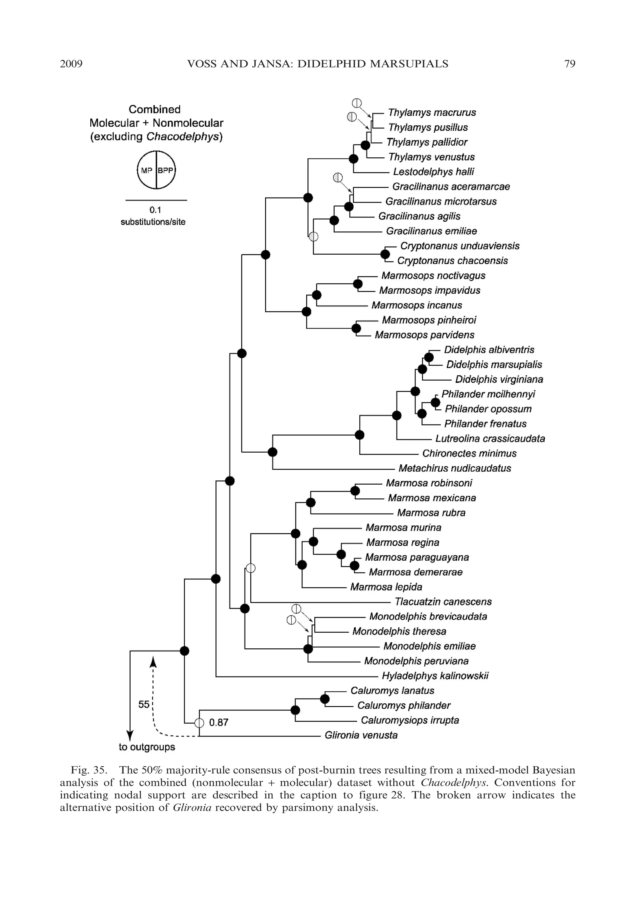 2009

VOSS AND JANSA: DIDELPHID MARSUPIALS

79

Fig. 35. The 50% majority-rule consensus of post-burnin trees resulting from a mixed-model Bayesian
analysis of the combined (nonmolecular + molecular) dataset without Chacodelphys. Conventions for
indicating nodal support are described in the caption to figure 28. The broken arrow indicates the
alternative position of Glironia recovered by parsimony analysis.

 