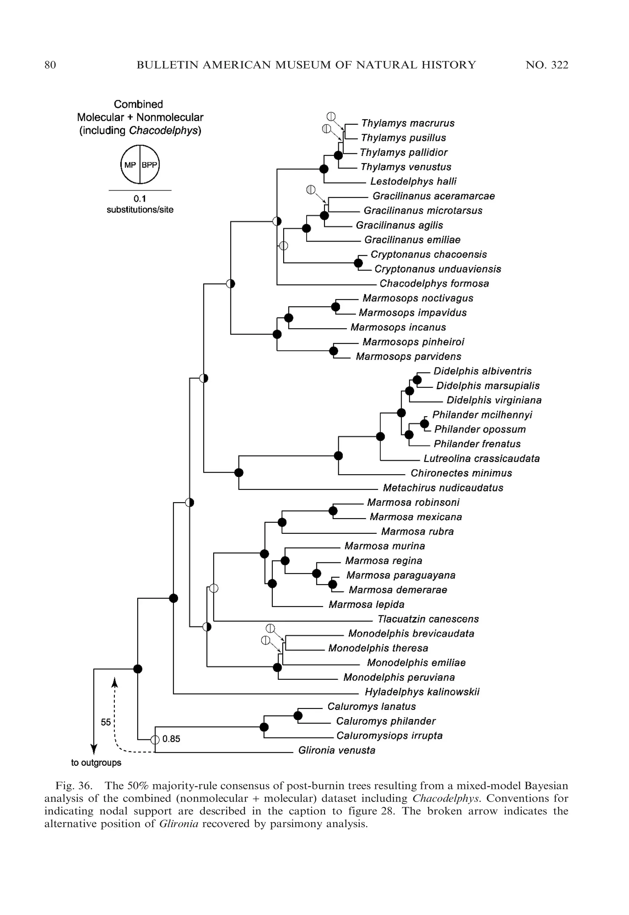 80

BULLETIN AMERICAN MUSEUM OF NATURAL HISTORY

NO. 322

Fig. 36. The 50% majority-rule consensus of post-burnin trees resulting from a mixed-model Bayesian
analysis of the combined (nonmolecular + molecular) dataset including Chacodelphys. Conventions for
indicating nodal support are described in the caption to figure 28. The broken arrow indicates the
alternative position of Glironia recovered by parsimony analysis.

 