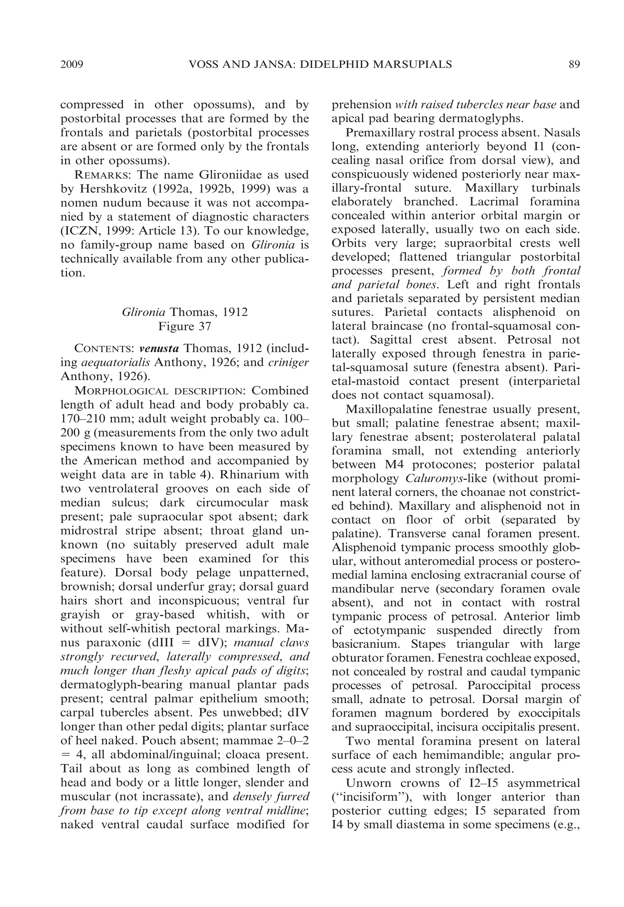 2009

VOSS AND JANSA: DIDELPHID MARSUPIALS

compressed in other opossums), and by
postorbital processes that are formed by the
frontals and parietals (postorbital processes
are absent or are formed only by the frontals
in other opossums).
REMARKS: The name Glironiidae as used
by Hershkovitz (1992a, 1992b, 1999) was a
nomen nudum because it was not accompanied by a statement of diagnostic characters
(ICZN, 1999: Article 13). To our knowledge,
no family-group name based on Glironia is
technically available from any other publication.
Glironia Thomas, 1912
Figure 37
CONTENTS: venusta Thomas, 1912 (including aequatorialis Anthony, 1926; and criniger
Anthony, 1926).
MORPHOLOGICAL DESCRIPTION: Combined
length of adult head and body probably ca.
170–210 mm; adult weight probably ca. 100–
200 g (measurements from the only two adult
specimens known to have been measured by
the American method and accompanied by
weight data are in table 4). Rhinarium with
two ventrolateral grooves on each side of
median sulcus; dark circumocular mask
present; pale supraocular spot absent; dark
midrostral stripe absent; throat gland unknown (no suitably preserved adult male
specimens have been examined for this
feature). Dorsal body pelage unpatterned,
brownish; dorsal underfur gray; dorsal guard
hairs short and inconspicuous; ventral fur
grayish or gray-based whitish, with or
without self-whitish pectoral markings. Manus paraxonic (dIII 5 dIV); manual claws
strongly recurved, laterally compressed, and
much longer than fleshy apical pads of digits;
dermatoglyph-bearing manual plantar pads
present; central palmar epithelium smooth;
carpal tubercles absent. Pes unwebbed; dIV
longer than other pedal digits; plantar surface
of heel naked. Pouch absent; mammae 2–0–2
5 4, all abdominal/inguinal; cloaca present.
Tail about as long as combined length of
head and body or a little longer, slender and
muscular (not incrassate), and densely furred
from base to tip except along ventral midline;
naked ventral caudal surface modified for

89

prehension with raised tubercles near base and
apical pad bearing dermatoglyphs.
Premaxillary rostral process absent. Nasals
long, extending anteriorly beyond I1 (concealing nasal orifice from dorsal view), and
conspicuously widened posteriorly near maxillary-frontal suture. Maxillary turbinals
elaborately branched. Lacrimal foramina
concealed within anterior orbital margin or
exposed laterally, usually two on each side.
Orbits very large; supraorbital crests well
developed; flattened triangular postorbital
processes present, formed by both frontal
and parietal bones. Left and right frontals
and parietals separated by persistent median
sutures. Parietal contacts alisphenoid on
lateral braincase (no frontal-squamosal contact). Sagittal crest absent. Petrosal not
laterally exposed through fenestra in parietal-squamosal suture (fenestra absent). Parietal-mastoid contact present (interparietal
does not contact squamosal).
Maxillopalatine fenestrae usually present,
but small; palatine fenestrae absent; maxillary fenestrae absent; posterolateral palatal
foramina small, not extending anteriorly
between M4 protocones; posterior palatal
morphology Caluromys-like (without prominent lateral corners, the choanae not constricted behind). Maxillary and alisphenoid not in
contact on floor of orbit (separated by
palatine). Transverse canal foramen present.
Alisphenoid tympanic process smoothly globular, without anteromedial process or posteromedial lamina enclosing extracranial course of
mandibular nerve (secondary foramen ovale
absent), and not in contact with rostral
tympanic process of petrosal. Anterior limb
of ectotympanic suspended directly from
basicranium. Stapes triangular with large
obturator foramen. Fenestra cochleae exposed,
not concealed by rostral and caudal tympanic
processes of petrosal. Paroccipital process
small, adnate to petrosal. Dorsal margin of
foramen magnum bordered by exoccipitals
and supraoccipital, incisura occipitalis present.
Two mental foramina present on lateral
surface of each hemimandible; angular process acute and strongly inflected.
Unworn crowns of I2–I5 asymmetrical
(‘‘incisiform’’), with longer anterior than
posterior cutting edges; I5 separated from
I4 by small diastema in some specimens (e.g.,

 