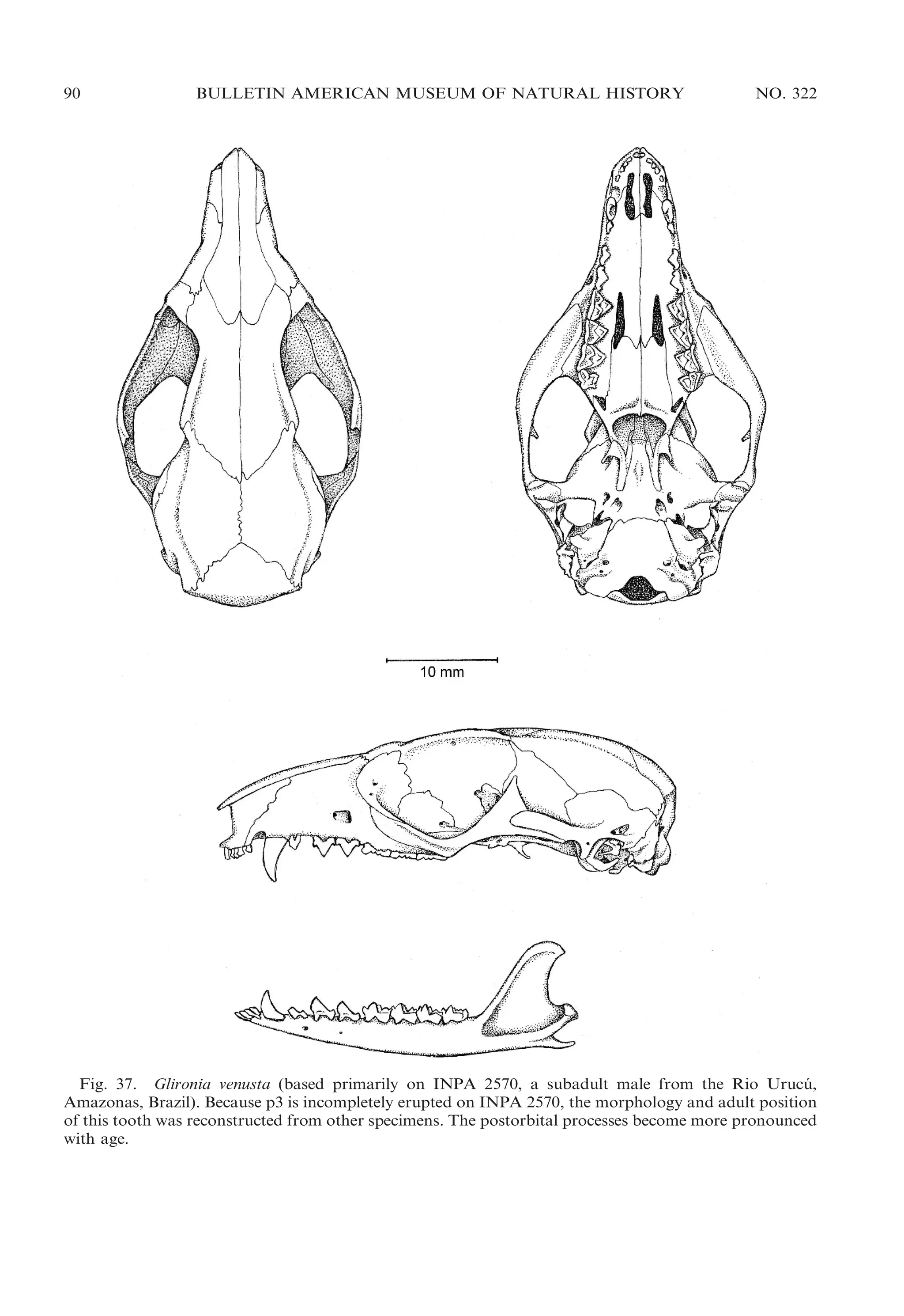 90

BULLETIN AMERICAN MUSEUM OF NATURAL HISTORY

NO. 322

Fig. 37. Glironia venusta (based primarily on INPA 2570, a subadult male from the Rio Urucu,
´
Amazonas, Brazil). Because p3 is incompletely erupted on INPA 2570, the morphology and adult position
of this tooth was reconstructed from other specimens. The postorbital processes become more pronounced
with age.

 