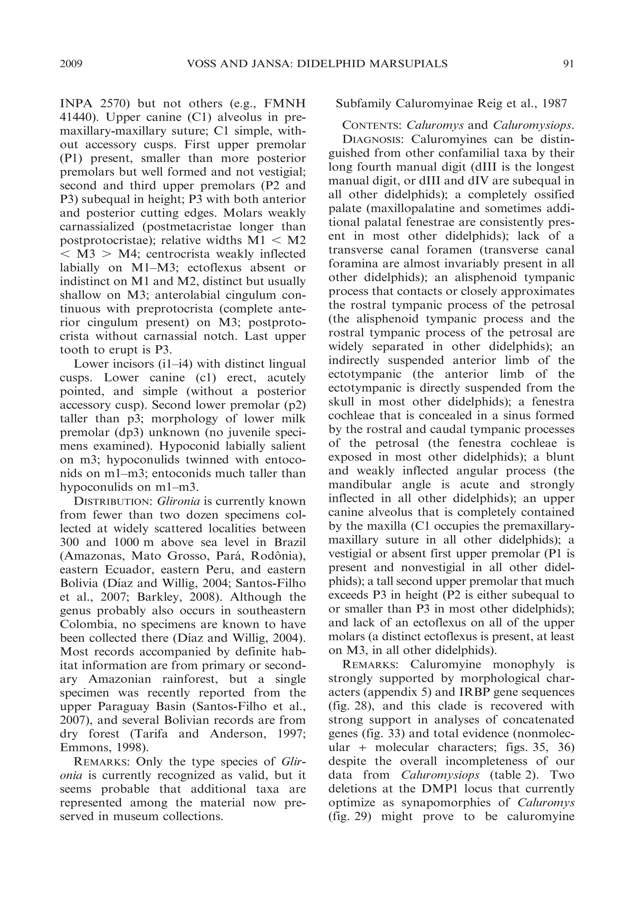2009

VOSS AND JANSA: DIDELPHID MARSUPIALS

INPA 2570) but not others (e.g., FMNH
41440). Upper canine (C1) alveolus in premaxillary-maxillary suture; C1 simple, without accessory cusps. First upper premolar
(P1) present, smaller than more posterior
premolars but well formed and not vestigial;
second and third upper premolars (P2 and
P3) subequal in height; P3 with both anterior
and posterior cutting edges. Molars weakly
carnassialized (postmetacristae longer than
postprotocristae); relative widths M1 , M2
, M3 . M4; centrocrista weakly inflected
labially on M1–M3; ectoflexus absent or
indistinct on M1 and M2, distinct but usually
shallow on M3; anterolabial cingulum continuous with preprotocrista (complete anterior cingulum present) on M3; postprotocrista without carnassial notch. Last upper
tooth to erupt is P3.
Lower incisors (i1–i4) with distinct lingual
cusps. Lower canine (c1) erect, acutely
pointed, and simple (without a posterior
accessory cusp). Second lower premolar (p2)
taller than p3; morphology of lower milk
premolar (dp3) unknown (no juvenile specimens examined). Hypoconid labially salient
on m3; hypoconulids twinned with entoconids on m1–m3; entoconids much taller than
hypoconulids on m1–m3.
DISTRIBUTION: Glironia is currently known
from fewer than two dozen specimens collected at widely scattered localities between
300 and 1000 m above sea level in Brazil
(Amazonas, Mato Grosso, Para, Rodonia),
´
ˆ
eastern Ecuador, eastern Peru, and eastern
´
Bolivia (Dıaz and Willig, 2004; Santos-Filho
et al., 2007; Barkley, 2008). Although the
genus probably also occurs in southeastern
Colombia, no specimens are known to have
´
been collected there (Dıaz and Willig, 2004).
Most records accompanied by definite habitat information are from primary or secondary Amazonian rainforest, but a single
specimen was recently reported from the
upper Paraguay Basin (Santos-Filho et al.,
2007), and several Bolivian records are from
dry forest (Tarifa and Anderson, 1997;
Emmons, 1998).
REMARKS: Only the type species of Glironia is currently recognized as valid, but it
seems probable that additional taxa are
represented among the material now preserved in museum collections.

91

Subfamily Caluromyinae Reig et al., 1987
CONTENTS: Caluromys and Caluromysiops.
DIAGNOSIS: Caluromyines can be distinguished from other confamilial taxa by their
long fourth manual digit (dIII is the longest
manual digit, or dIII and dIV are subequal in
all other didelphids); a completely ossified
palate (maxillopalatine and sometimes additional palatal fenestrae are consistently present in most other didelphids); lack of a
transverse canal foramen (transverse canal
foramina are almost invariably present in all
other didelphids); an alisphenoid tympanic
process that contacts or closely approximates
the rostral tympanic process of the petrosal
(the alisphenoid tympanic process and the
rostral tympanic process of the petrosal are
widely separated in other didelphids); an
indirectly suspended anterior limb of the
ectotympanic (the anterior limb of the
ectotympanic is directly suspended from the
skull in most other didelphids); a fenestra
cochleae that is concealed in a sinus formed
by the rostral and caudal tympanic processes
of the petrosal (the fenestra cochleae is
exposed in most other didelphids); a blunt
and weakly inflected angular process (the
mandibular angle is acute and strongly
inflected in all other didelphids); an upper
canine alveolus that is completely contained
by the maxilla (C1 occupies the premaxillarymaxillary suture in all other didelphids); a
vestigial or absent first upper premolar (P1 is
present and nonvestigial in all other didelphids); a tall second upper premolar that much
exceeds P3 in height (P2 is either subequal to
or smaller than P3 in most other didelphids);
and lack of an ectoflexus on all of the upper
molars (a distinct ectoflexus is present, at least
on M3, in all other didelphids).
REMARKS: Caluromyine monophyly is
strongly supported by morphological characters (appendix 5) and IRBP gene sequences
(fig. 28), and this clade is recovered with
strong support in analyses of concatenated
genes (fig. 33) and total evidence (nonmolecular + molecular characters; figs. 35, 36)
despite the overall incompleteness of our
data from Caluromysiops (table 2). Two
deletions at the DMP1 locus that currently
optimize as synapomorphies of Caluromys
(fig. 29) might prove to be caluromyine

 