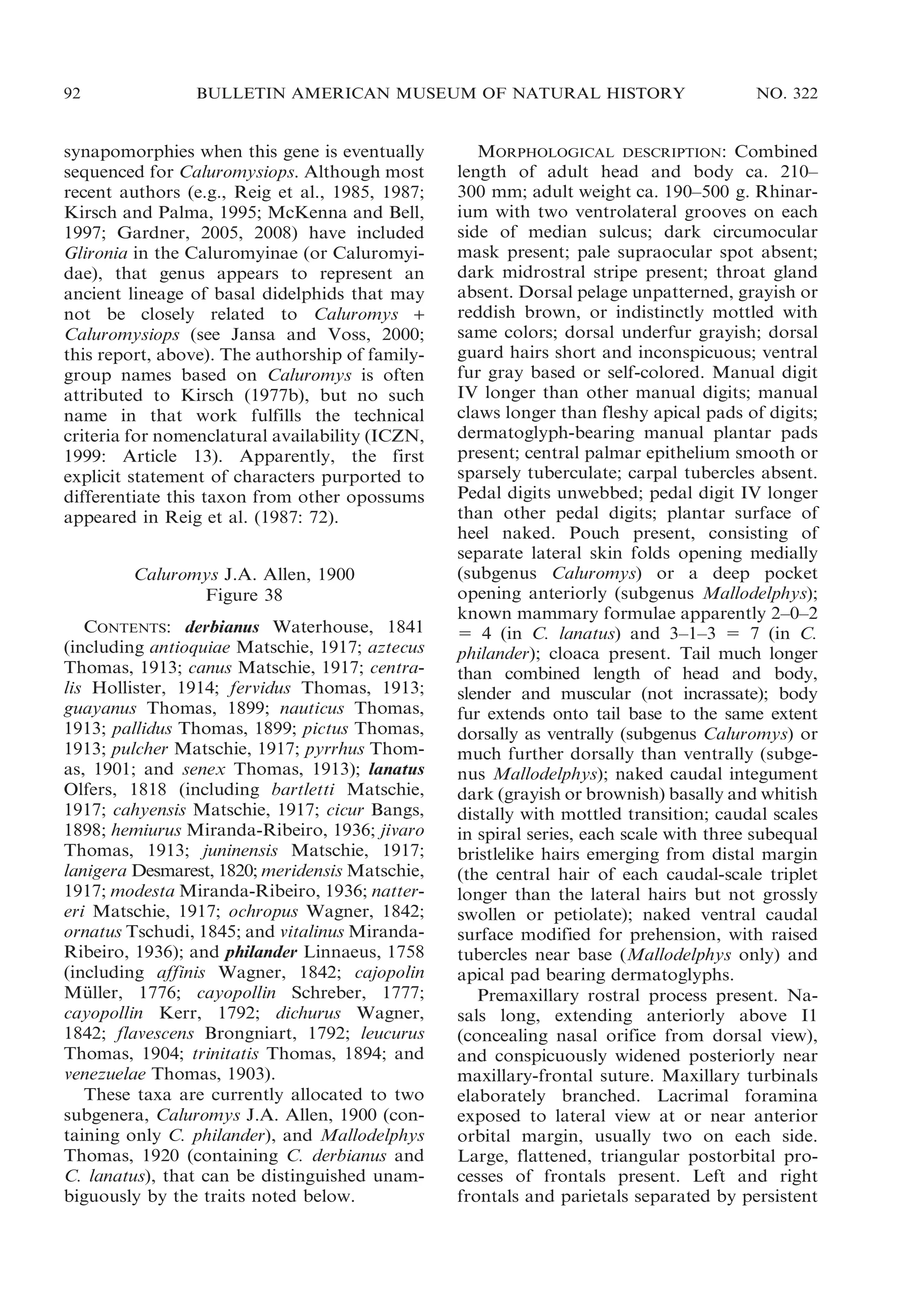 92

BULLETIN AMERICAN MUSEUM OF NATURAL HISTORY

synapomorphies when this gene is eventually
sequenced for Caluromysiops. Although most
recent authors (e.g., Reig et al., 1985, 1987;
Kirsch and Palma, 1995; McKenna and Bell,
1997; Gardner, 2005, 2008) have included
Glironia in the Caluromyinae (or Caluromyidae), that genus appears to represent an
ancient lineage of basal didelphids that may
not be closely related to Caluromys +
Caluromysiops (see Jansa and Voss, 2000;
this report, above). The authorship of familygroup names based on Caluromys is often
attributed to Kirsch (1977b), but no such
name in that work fulfills the technical
criteria for nomenclatural availability (ICZN,
1999: Article 13). Apparently, the first
explicit statement of characters purported to
differentiate this taxon from other opossums
appeared in Reig et al. (1987: 72).
Caluromys J.A. Allen, 1900
Figure 38
CONTENTS: derbianus Waterhouse, 1841
(including antioquiae Matschie, 1917; aztecus
Thomas, 1913; canus Matschie, 1917; centralis Hollister, 1914; fervidus Thomas, 1913;
guayanus Thomas, 1899; nauticus Thomas,
1913; pallidus Thomas, 1899; pictus Thomas,
1913; pulcher Matschie, 1917; pyrrhus Thomas, 1901; and senex Thomas, 1913); lanatus
Olfers, 1818 (including bartletti Matschie,
1917; cahyensis Matschie, 1917; cicur Bangs,
1898; hemiurus Miranda-Ribeiro, 1936; jivaro
Thomas, 1913; juninensis Matschie, 1917;
lanigera Desmarest, 1820; meridensis Matschie,
1917; modesta Miranda-Ribeiro, 1936; nattereri Matschie, 1917; ochropus Wagner, 1842;
ornatus Tschudi, 1845; and vitalinus MirandaRibeiro, 1936); and philander Linnaeus, 1758
(including affinis Wagner, 1842; cajopolin
Muller, 1776; cayopollin Schreber, 1777;
¨
cayopollin Kerr, 1792; dichurus Wagner,
1842; flavescens Brongniart, 1792; leucurus
Thomas, 1904; trinitatis Thomas, 1894; and
venezuelae Thomas, 1903).
These taxa are currently allocated to two
subgenera, Caluromys J.A. Allen, 1900 (containing only C. philander), and Mallodelphys
Thomas, 1920 (containing C. derbianus and
C. lanatus), that can be distinguished unambiguously by the traits noted below.

NO. 322

MORPHOLOGICAL DESCRIPTION: Combined
length of adult head and body ca. 210–
300 mm; adult weight ca. 190–500 g. Rhinarium with two ventrolateral grooves on each
side of median sulcus; dark circumocular
mask present; pale supraocular spot absent;
dark midrostral stripe present; throat gland
absent. Dorsal pelage unpatterned, grayish or
reddish brown, or indistinctly mottled with
same colors; dorsal underfur grayish; dorsal
guard hairs short and inconspicuous; ventral
fur gray based or self-colored. Manual digit
IV longer than other manual digits; manual
claws longer than fleshy apical pads of digits;
dermatoglyph-bearing manual plantar pads
present; central palmar epithelium smooth or
sparsely tuberculate; carpal tubercles absent.
Pedal digits unwebbed; pedal digit IV longer
than other pedal digits; plantar surface of
heel naked. Pouch present, consisting of
separate lateral skin folds opening medially
(subgenus Caluromys) or a deep pocket
opening anteriorly (subgenus Mallodelphys);
known mammary formulae apparently 2–0–2
5 4 (in C. lanatus) and 3–1–3 5 7 (in C.
philander); cloaca present. Tail much longer
than combined length of head and body,
slender and muscular (not incrassate); body
fur extends onto tail base to the same extent
dorsally as ventrally (subgenus Caluromys) or
much further dorsally than ventrally (subgenus Mallodelphys); naked caudal integument
dark (grayish or brownish) basally and whitish
distally with mottled transition; caudal scales
in spiral series, each scale with three subequal
bristlelike hairs emerging from distal margin
(the central hair of each caudal-scale triplet
longer than the lateral hairs but not grossly
swollen or petiolate); naked ventral caudal
surface modified for prehension, with raised
tubercles near base (Mallodelphys only) and
apical pad bearing dermatoglyphs.
Premaxillary rostral process present. Nasals long, extending anteriorly above I1
(concealing nasal orifice from dorsal view),
and conspicuously widened posteriorly near
maxillary-frontal suture. Maxillary turbinals
elaborately branched. Lacrimal foramina
exposed to lateral view at or near anterior
orbital margin, usually two on each side.
Large, flattened, triangular postorbital processes of frontals present. Left and right
frontals and parietals separated by persistent

 