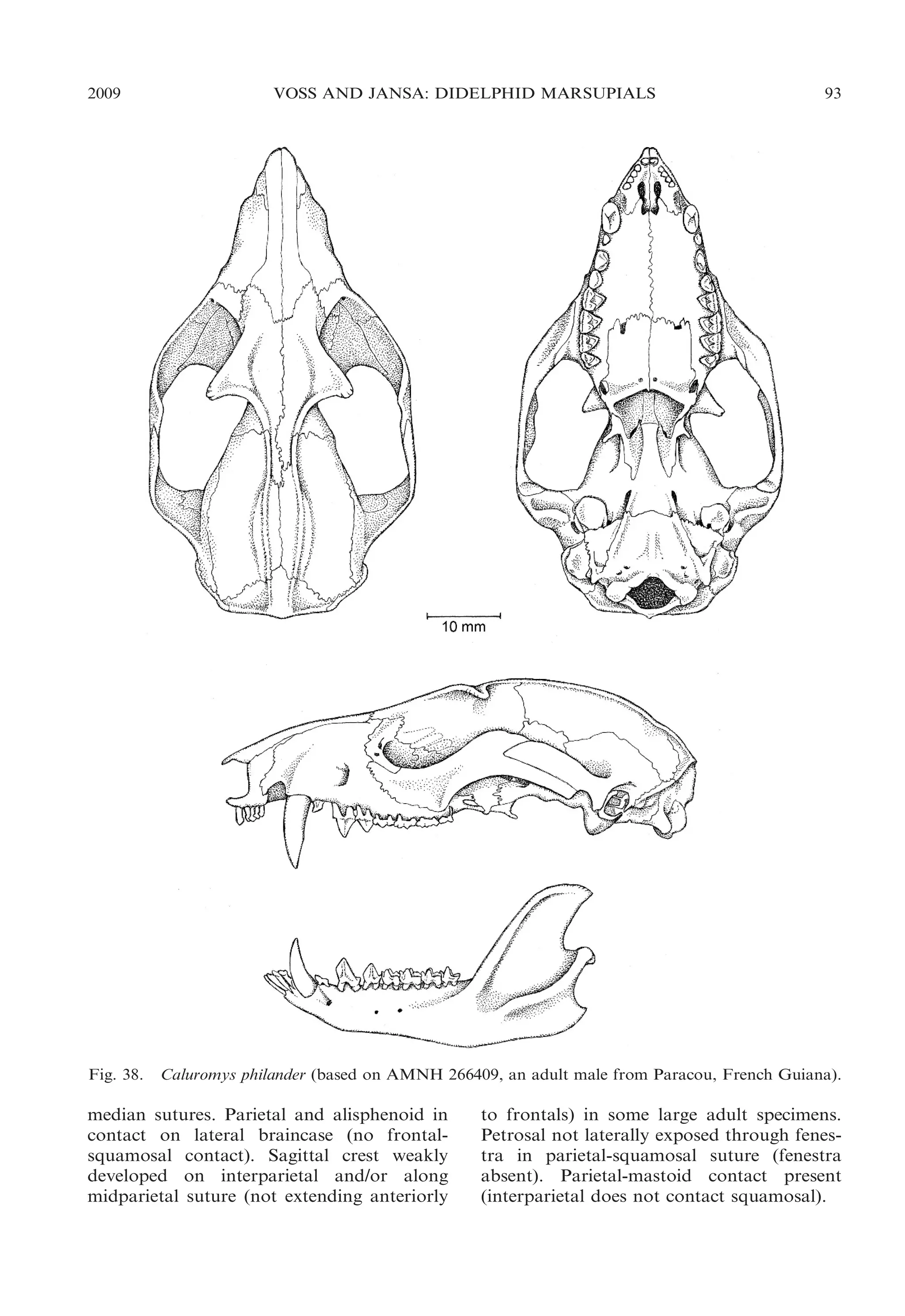 2009

Fig. 38.

VOSS AND JANSA: DIDELPHID MARSUPIALS

93

Caluromys philander (based on AMNH 266409, an adult male from Paracou, French Guiana).

median sutures. Parietal and alisphenoid in
contact on lateral braincase (no frontalsquamosal contact). Sagittal crest weakly
developed on interparietal and/or along
midparietal suture (not extending anteriorly

to frontals) in some large adult specimens.
Petrosal not laterally exposed through fenestra in parietal-squamosal suture (fenestra
absent). Parietal-mastoid contact present
(interparietal does not contact squamosal).

 