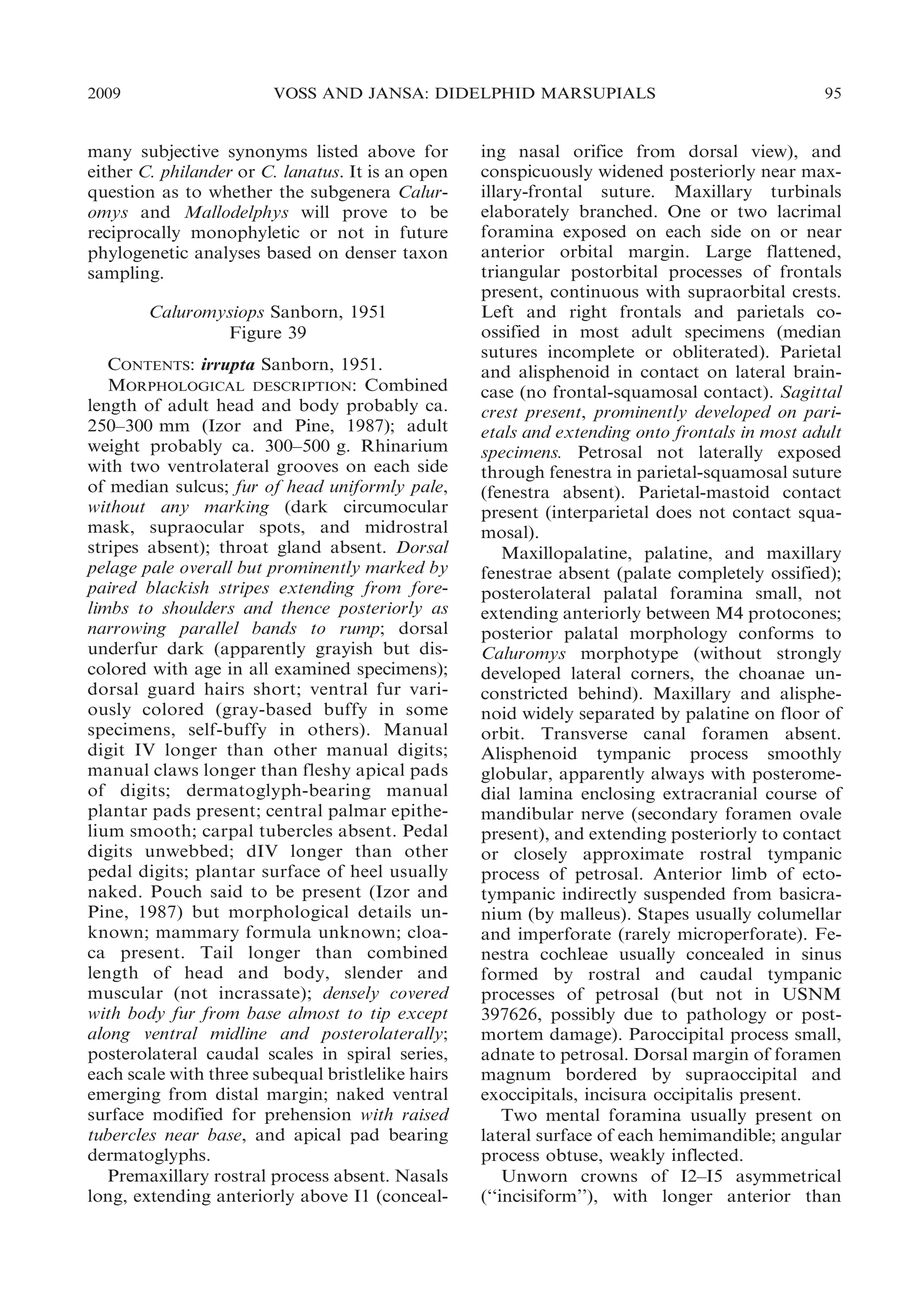 2009

VOSS AND JANSA: DIDELPHID MARSUPIALS

many subjective synonyms listed above for
either C. philander or C. lanatus. It is an open
question as to whether the subgenera Caluromys and Mallodelphys will prove to be
reciprocally monophyletic or not in future
phylogenetic analyses based on denser taxon
sampling.
Caluromysiops Sanborn, 1951
Figure 39
CONTENTS: irrupta Sanborn, 1951.
MORPHOLOGICAL DESCRIPTION: Combined
length of adult head and body probably ca.
250–300 mm (Izor and Pine, 1987); adult
weight probably ca. 300–500 g. Rhinarium
with two ventrolateral grooves on each side
of median sulcus; fur of head uniformly pale,
without any marking (dark circumocular
mask, supraocular spots, and midrostral
stripes absent); throat gland absent. Dorsal
pelage pale overall but prominently marked by
paired blackish stripes extending from forelimbs to shoulders and thence posteriorly as
narrowing parallel bands to rump; dorsal
underfur dark (apparently grayish but discolored with age in all examined specimens);
dorsal guard hairs short; ventral fur variously colored (gray-based buffy in some
specimens, self-buffy in others). Manual
digit IV longer than other manual digits;
manual claws longer than fleshy apical pads
of digits; dermatoglyph-bearing manual
plantar pads present; central palmar epithelium smooth; carpal tubercles absent. Pedal
digits unwebbed; dIV longer than other
pedal digits; plantar surface of heel usually
naked. Pouch said to be present (Izor and
Pine, 1987) but morphological details unknown; mammary formula unknown; cloaca present. Tail longer than combined
length of head and body, slender and
muscular (not incrassate); densely covered
with body fur from base almost to tip except
along ventral midline and posterolaterally;
posterolateral caudal scales in spiral series,
each scale with three subequal bristlelike hairs
emerging from distal margin; naked ventral
surface modified for prehension with raised
tubercles near base, and apical pad bearing
dermatoglyphs.
Premaxillary rostral process absent. Nasals
long, extending anteriorly above I1 (conceal-

95

ing nasal orifice from dorsal view), and
conspicuously widened posteriorly near maxillary-frontal suture. Maxillary turbinals
elaborately branched. One or two lacrimal
foramina exposed on each side on or near
anterior orbital margin. Large flattened,
triangular postorbital processes of frontals
present, continuous with supraorbital crests.
Left and right frontals and parietals coossified in most adult specimens (median
sutures incomplete or obliterated). Parietal
and alisphenoid in contact on lateral braincase (no frontal-squamosal contact). Sagittal
crest present, prominently developed on parietals and extending onto frontals in most adult
specimens. Petrosal not laterally exposed
through fenestra in parietal-squamosal suture
(fenestra absent). Parietal-mastoid contact
present (interparietal does not contact squamosal).
Maxillopalatine, palatine, and maxillary
fenestrae absent (palate completely ossified);
posterolateral palatal foramina small, not
extending anteriorly between M4 protocones;
posterior palatal morphology conforms to
Caluromys morphotype (without strongly
developed lateral corners, the choanae unconstricted behind). Maxillary and alisphenoid widely separated by palatine on floor of
orbit. Transverse canal foramen absent.
Alisphenoid tympanic process smoothly
globular, apparently always with posteromedial lamina enclosing extracranial course of
mandibular nerve (secondary foramen ovale
present), and extending posteriorly to contact
or closely approximate rostral tympanic
process of petrosal. Anterior limb of ectotympanic indirectly suspended from basicranium (by malleus). Stapes usually columellar
and imperforate (rarely microperforate). Fenestra cochleae usually concealed in sinus
formed by rostral and caudal tympanic
processes of petrosal (but not in USNM
397626, possibly due to pathology or postmortem damage). Paroccipital process small,
adnate to petrosal. Dorsal margin of foramen
magnum bordered by supraoccipital and
exoccipitals, incisura occipitalis present.
Two mental foramina usually present on
lateral surface of each hemimandible; angular
process obtuse, weakly inflected.
Unworn crowns of I2–I5 asymmetrical
(‘‘incisiform’’), with longer anterior than

 