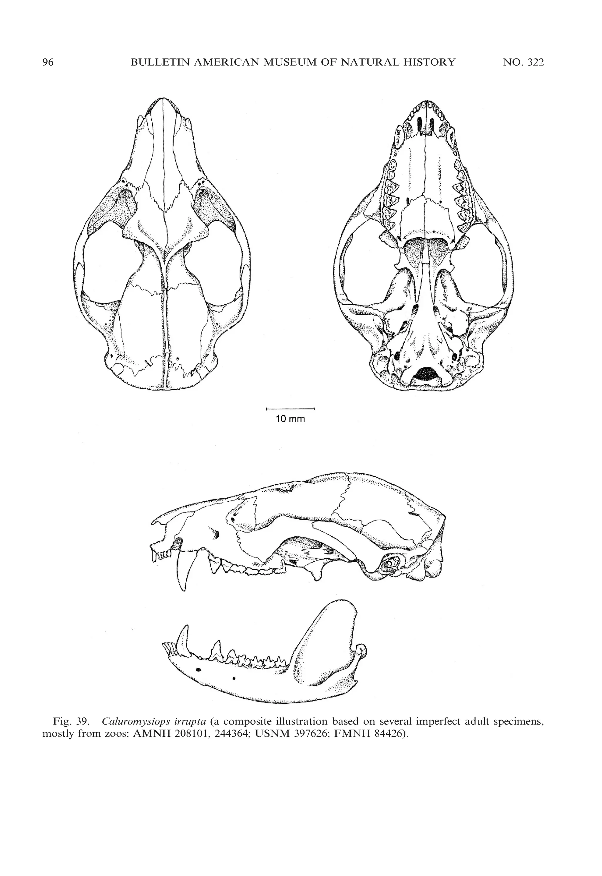 96

BULLETIN AMERICAN MUSEUM OF NATURAL HISTORY

NO. 322

Fig. 39. Caluromysiops irrupta (a composite illustration based on several imperfect adult specimens,
mostly from zoos: AMNH 208101, 244364; USNM 397626; FMNH 84426).

 