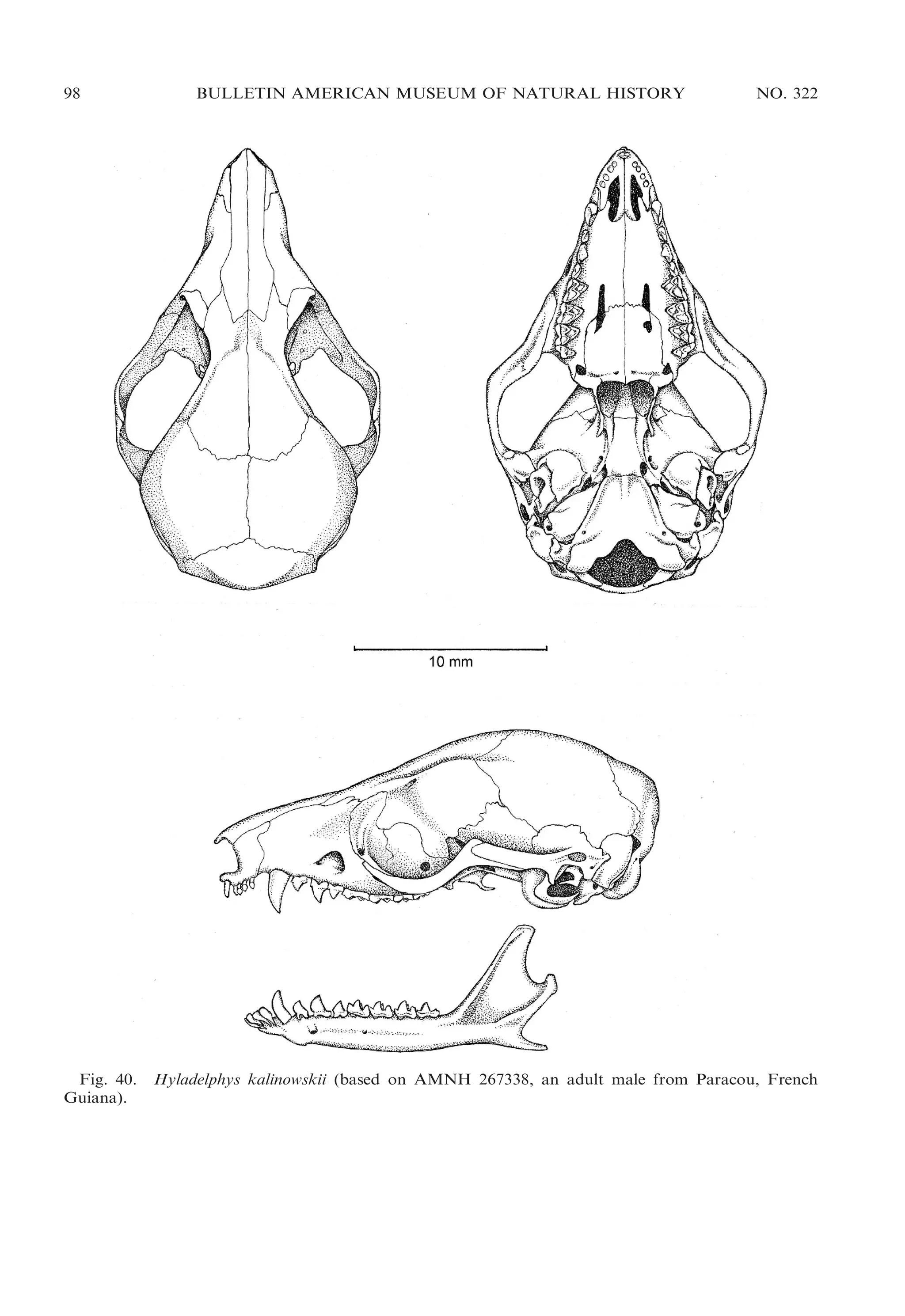 98

Fig. 40.
Guiana).

BULLETIN AMERICAN MUSEUM OF NATURAL HISTORY

NO. 322

Hyladelphys kalinowskii (based on AMNH 267338, an adult male from Paracou, French

 