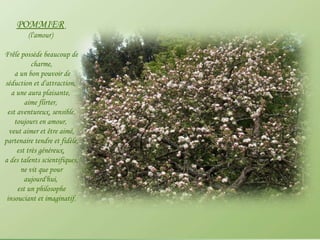 POMMIER   (l'amour)  Frêle possède beaucoup de charme, a un bon pouvoir de séduction et d'attraction,  a une aura plaisante,  aime flirter,  est aventureux, sensible, toujours en amour,  veut aimer et être aimé, partenaire tendre et fidèle, est très généreux,  a des talents scientifiques, ne vit que pour aujourd'hui,  est un philosophe insouciant et imaginatif. 