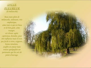 SAULE PLEUREUR (la mélancolie) Beau mais plein de mélancolie, séduisant, très emphatique, aime tout ce qui est beau et de bon goût, aime voyager,  est rêveur, agité, capricieux, honnête, peut être influencé mais il n'est pas facile à vivre, exigeant,  bonne intuition,  souffre en amour mais trouve quelquefois un partenaire qui lui sert de point d'ancrage. 