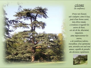 CÈDRE (la confiance)  D'une rare beauté,  sait s'adapter, aime le luxe, jouit d'une bonne santé, loin d'être timide,  a tendance à regarder les autres de haut,  est sûr de lui, déterminé, impatient,  aime impressionner les autres,  a de nombreux talents, travailleur, d'un optimisme sain, attendra son seul vrai amour, capable de prendre des décisions rapidement . 