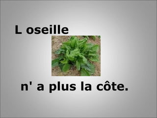 L oseille  n' a plus la côte.     