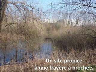Un site propice
à une frayère à brochets
 