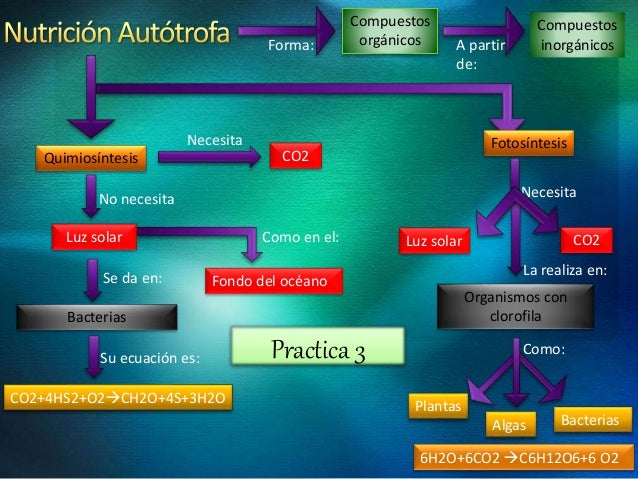 Nutricion autotrofa