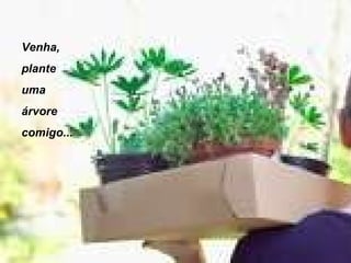 Venha,  plante  uma  árvore  comigo... 