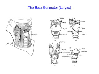 The Buzz Generator (Larynx) 
