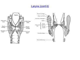 Larynx (cont’d) 