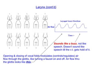 Larynx (cont’d) Opening & closing of vocal folds modulates (controls/regulates) air flow through the glottis, like turning a faucet on and off. Air flow thru the glottis looks like  this . Sounds like a buzz ,  not like speech. Doesn’t sound like speech till the v.t. gets hold of it. Air flow 