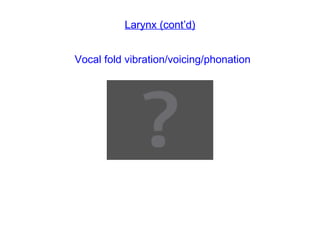 Larynx (cont’d) Vocal fold vibration/voicing/phonation 