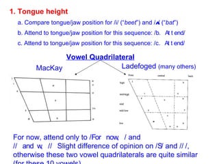1. Tongue height   a. Compare tongue/jaw position for /i/ (“ beet ”) and / A / (“ bat ”) b. Attend to tongue/jaw position for this sequence: /  / c. Attend to tongue/jaw position for this sequence: /  / MacKay Ladefoged  (many others) For now, attend only to /  / and /  /  Slight difference of opinion on /  / and /  /, otherwise these two vowel quadrilaterals are quite similar (for these 10 vowels). Vowel Quadrilateral 
