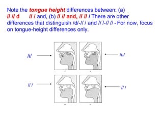Note the  tongue height  differences between: (a)  /  /  /  /  and, (b)  /  /  /  /   There are other differences that distinguish /  /-/  / and /  /-/  /  For now, focus on tongue-height differences only. /i/ /  / /u/ /  / 