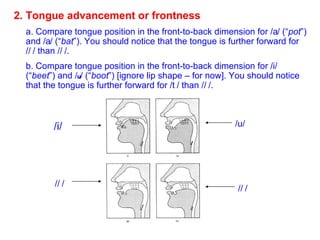 2. Tongue advancement or frontness   a. Compare tongue position in the front-to-back dimension for /  / (“ pot ”) and /  / (“ bat ”). You should notice that the tongue is further forward for /  / than /  /.  b. Compare tongue position in the front-to-back dimension for /i/ (“ beet ”) and / u / (“ boot ”) [ignore lip shape – for now]. You should notice that the tongue is further forward for /  / than /  /.  /i/ /  / /u/ /  / 